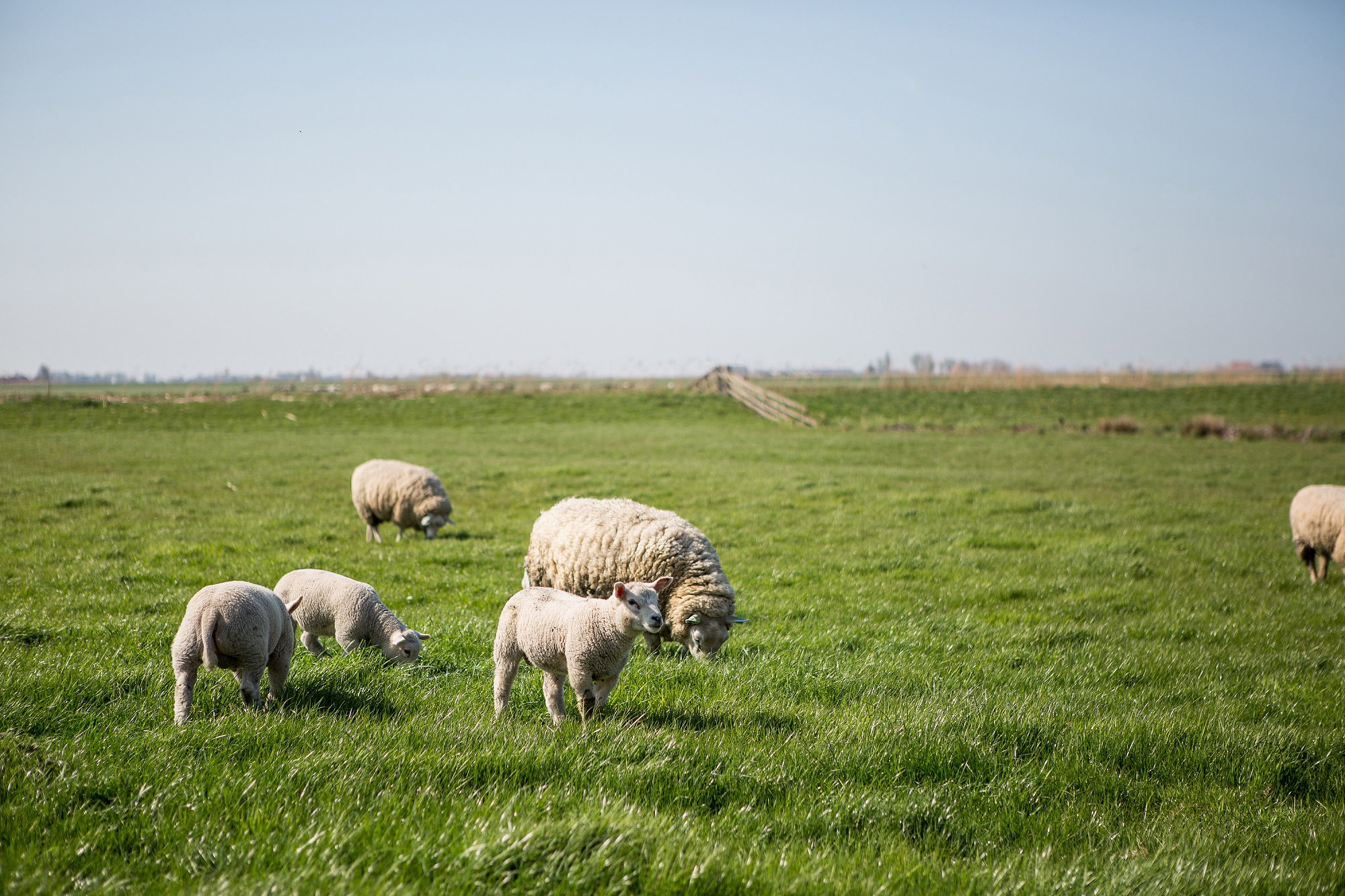 Naturhäuschen in Oudega Súdwest Fryslân
