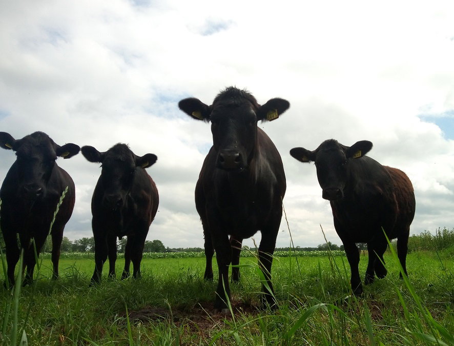 Naturhäuschen in Erp