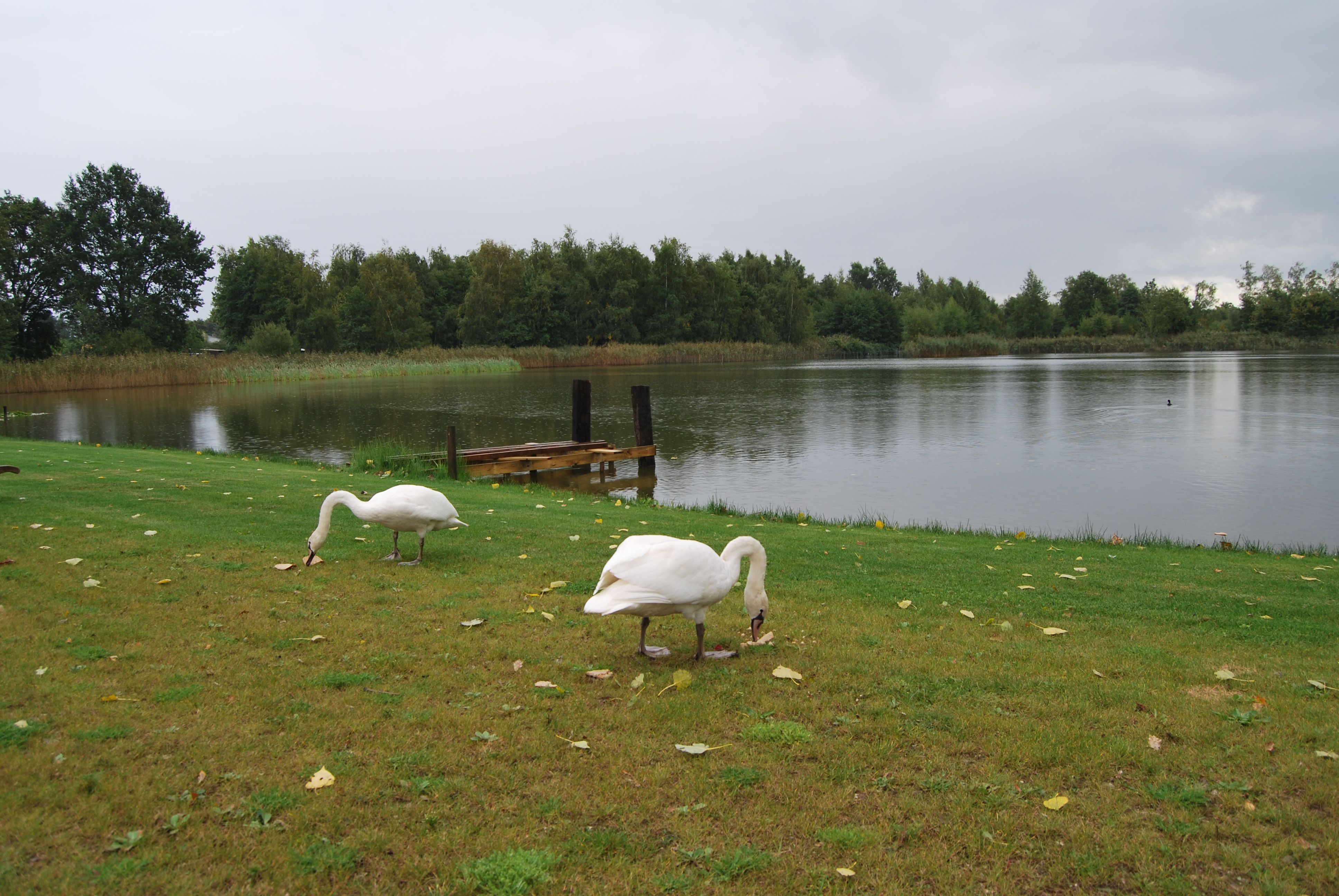 - image: 11