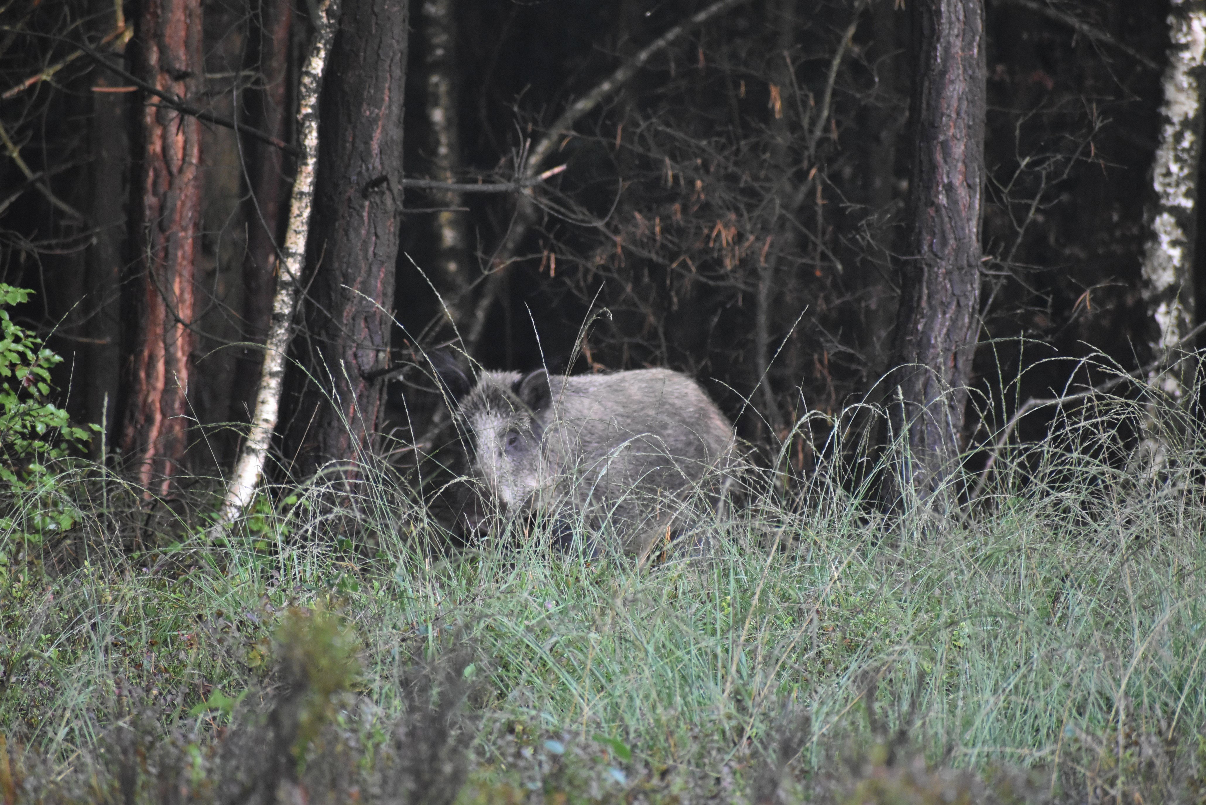 - image: 19
