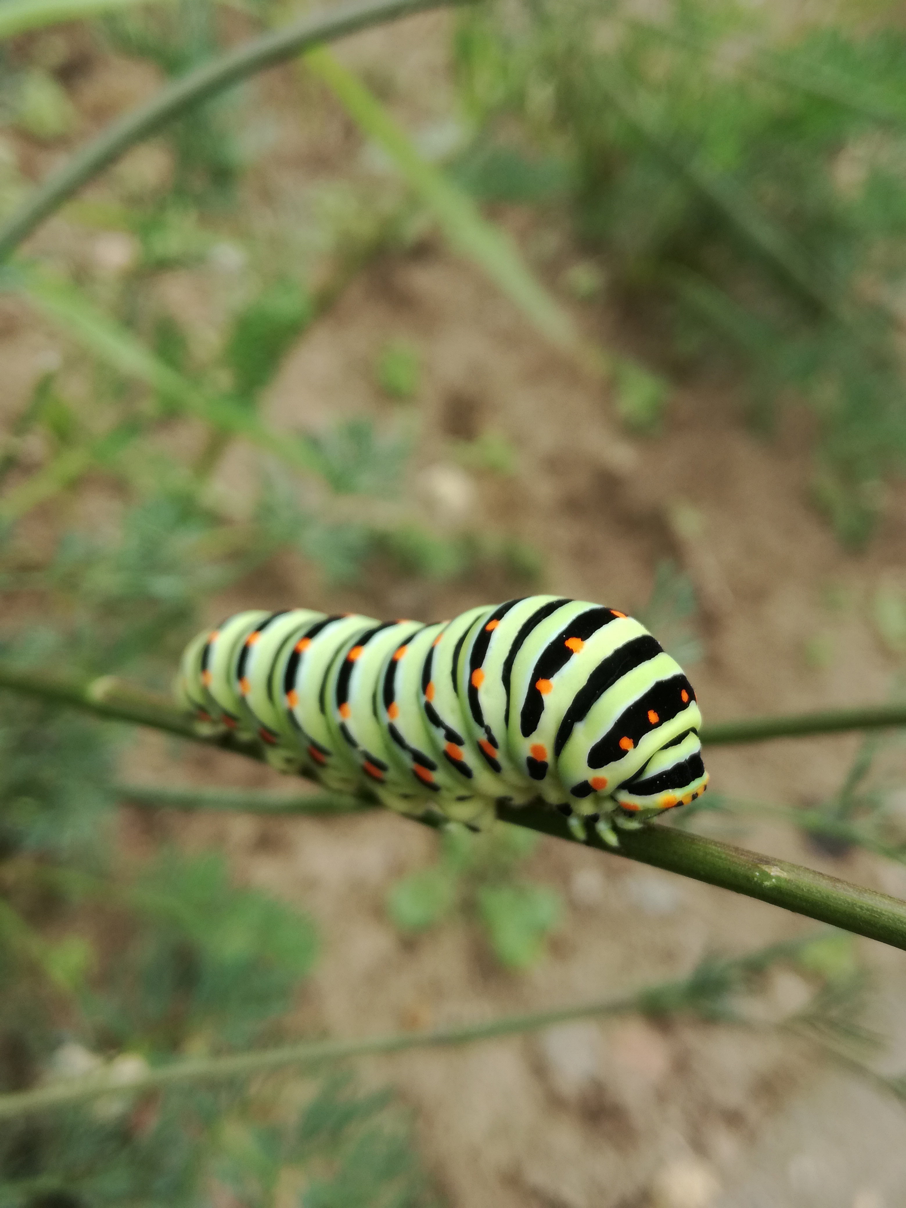 Naturhäuschen in Dinxperlo