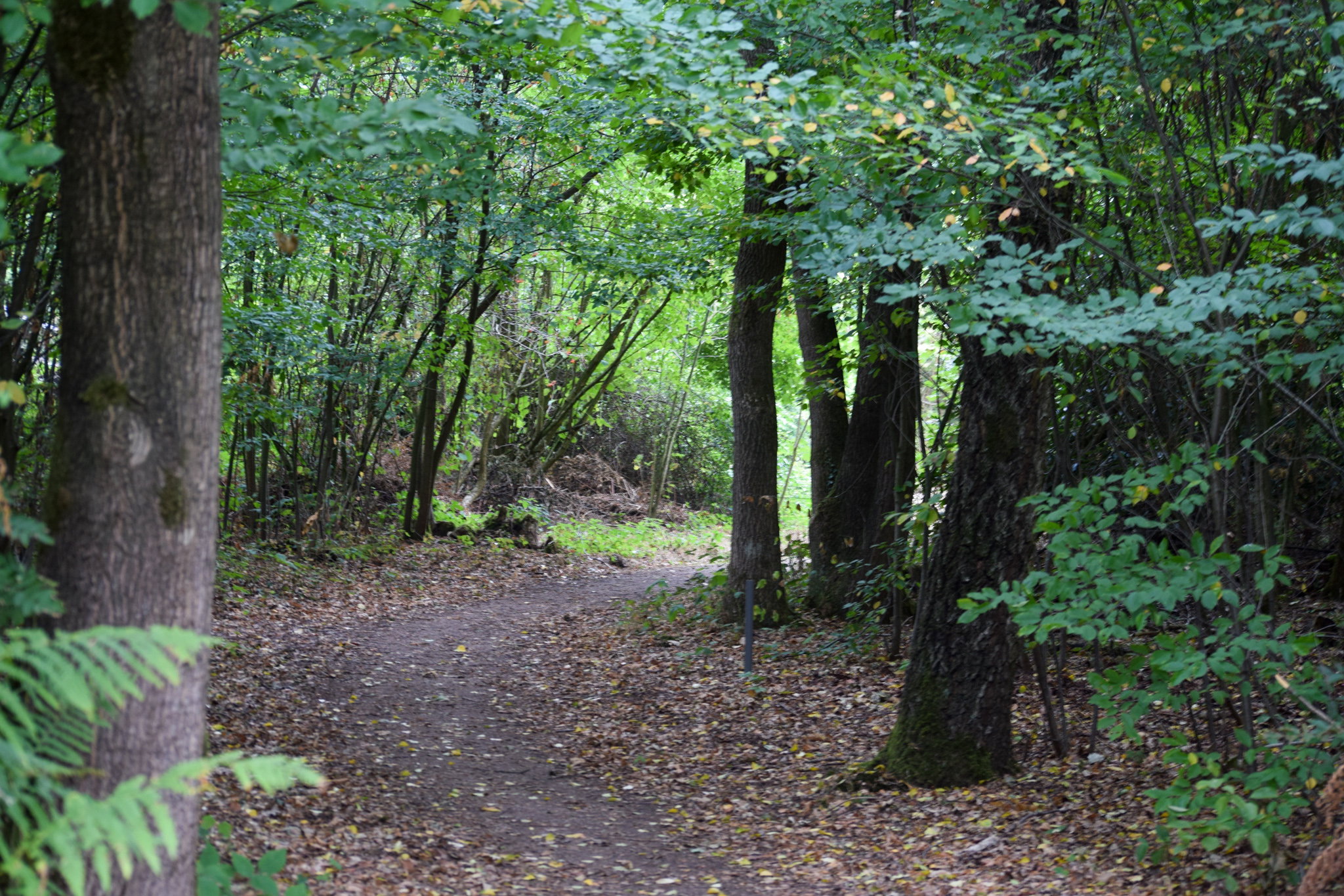 - image: 12