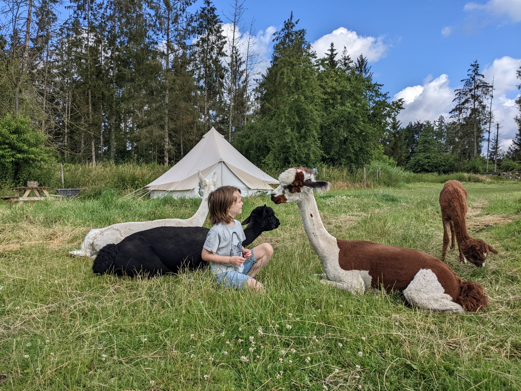 - image: 12