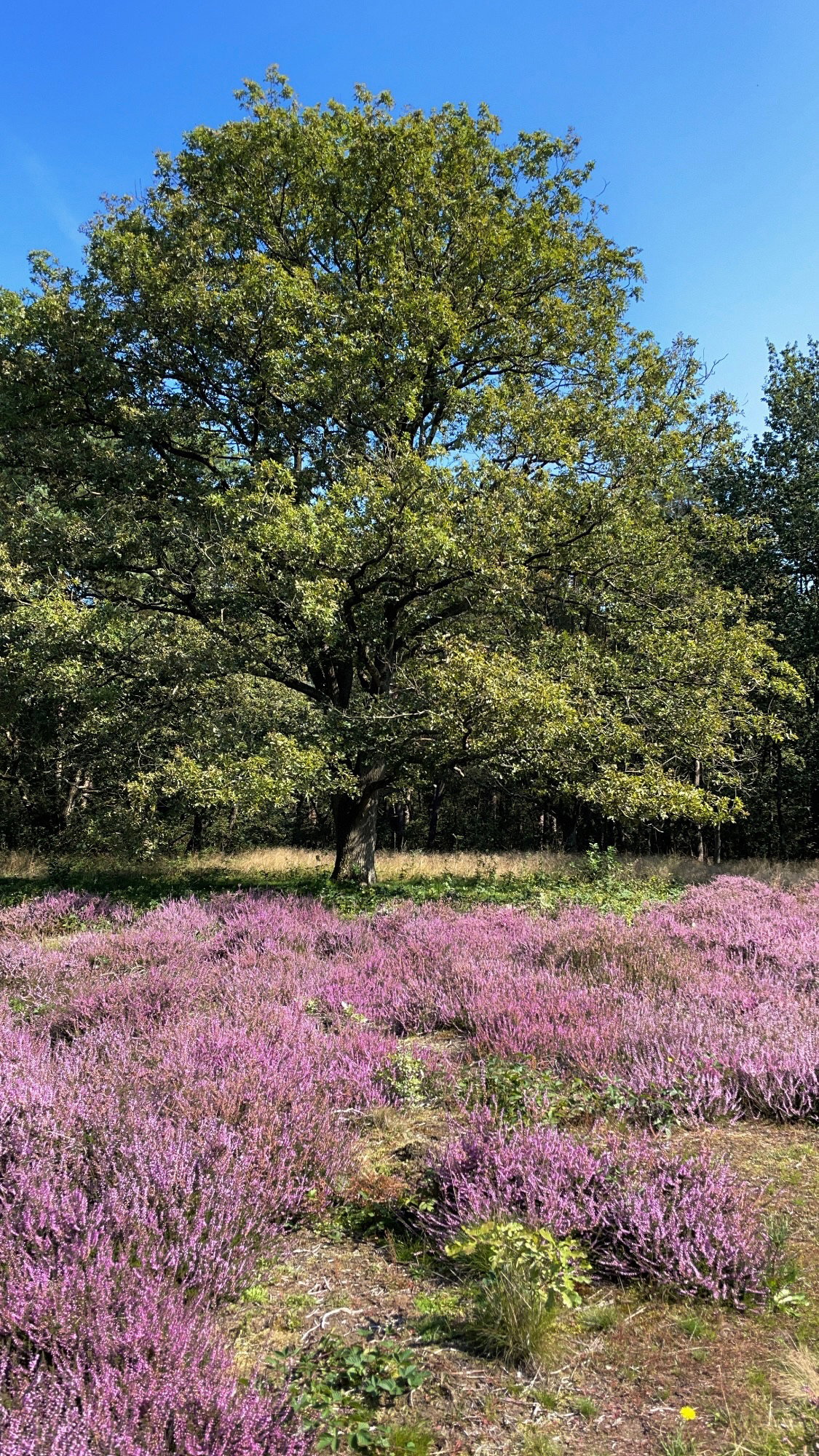 - image: 85