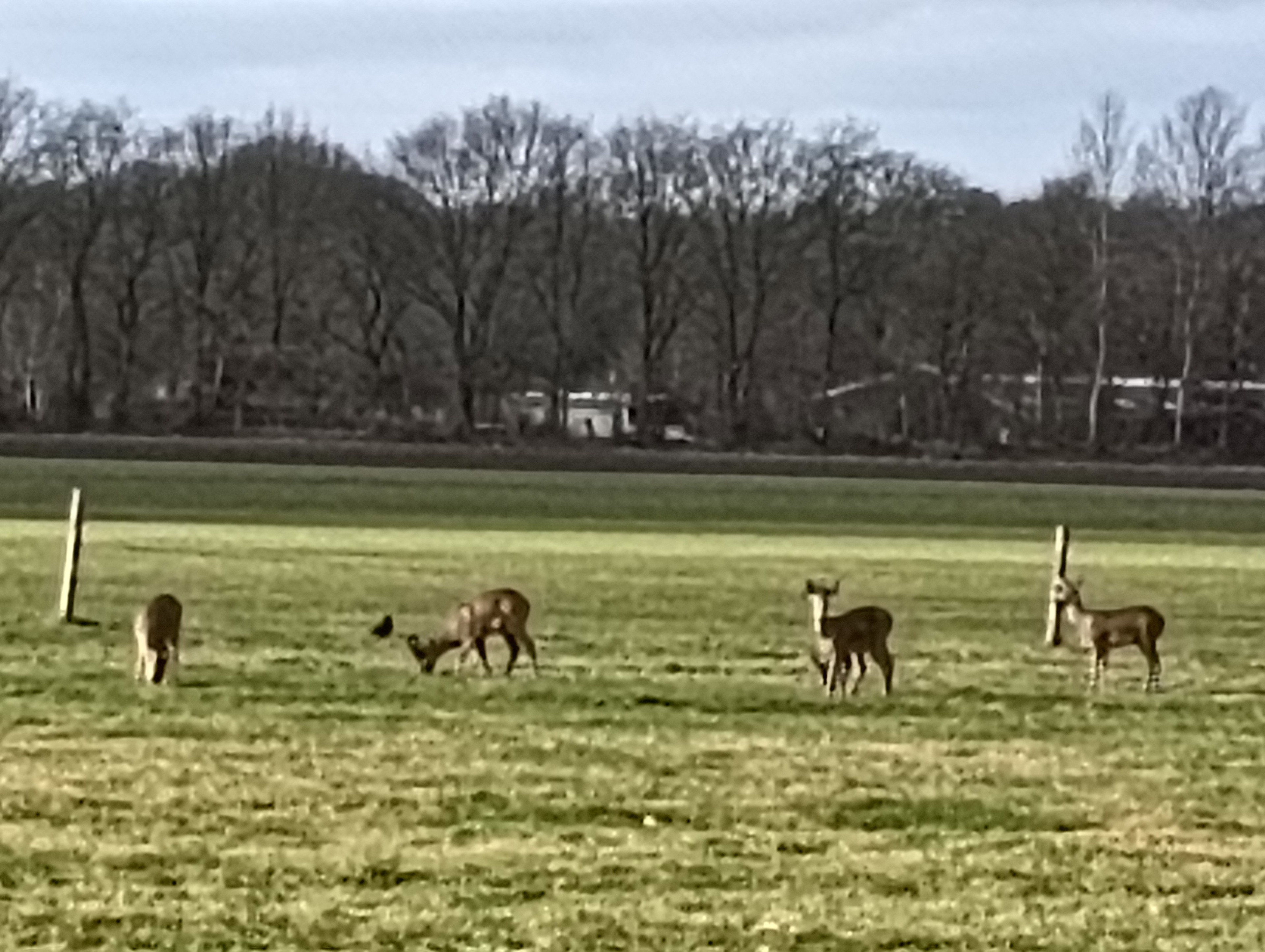 Natuurhuisje in Dwingeloo
