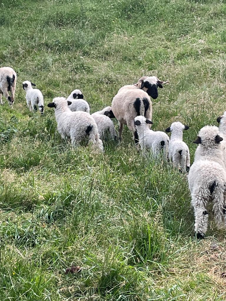 - image: 19