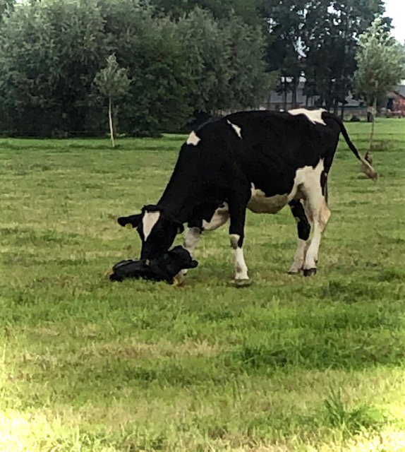 Natuurhuisje in Oene