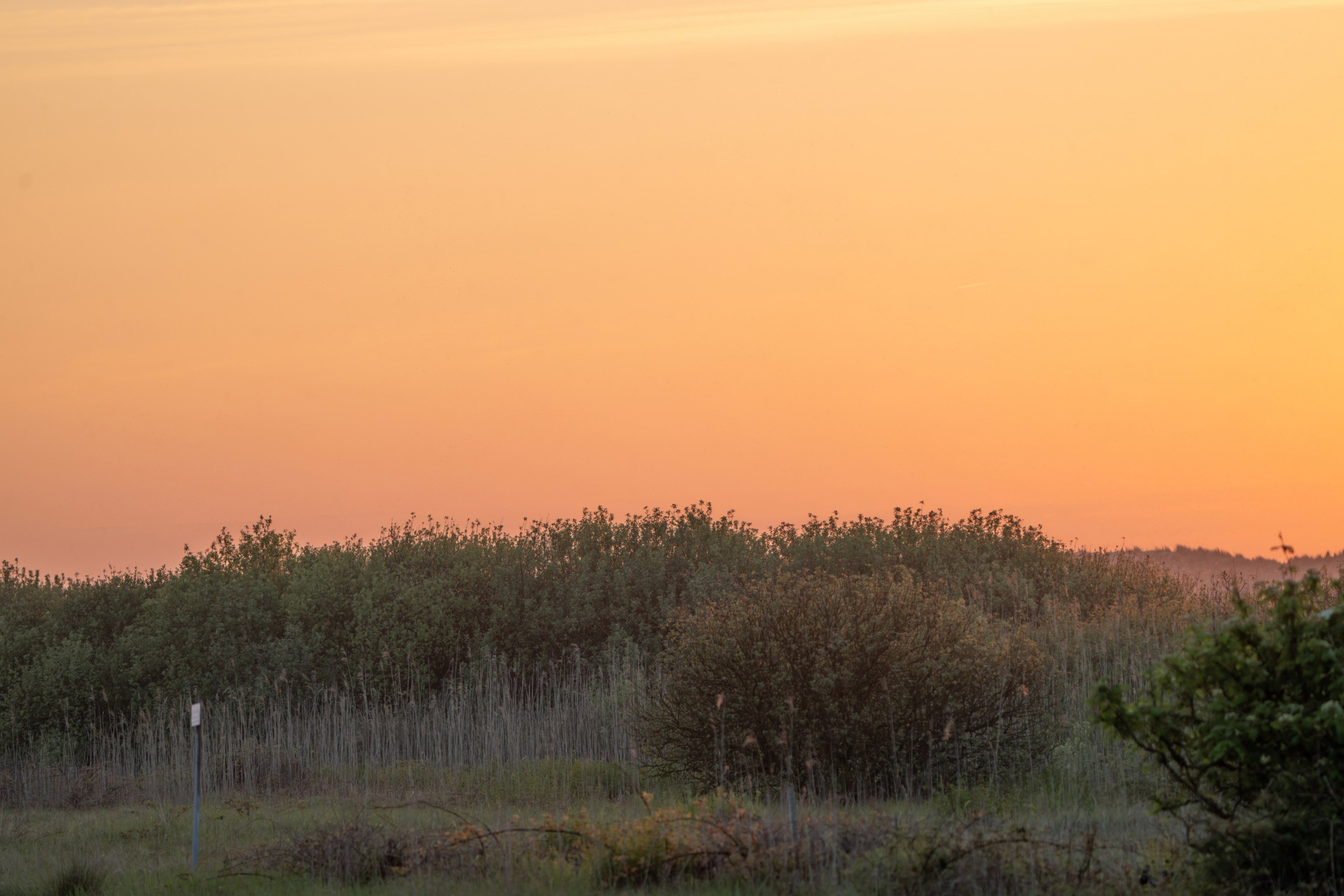 - image: 11