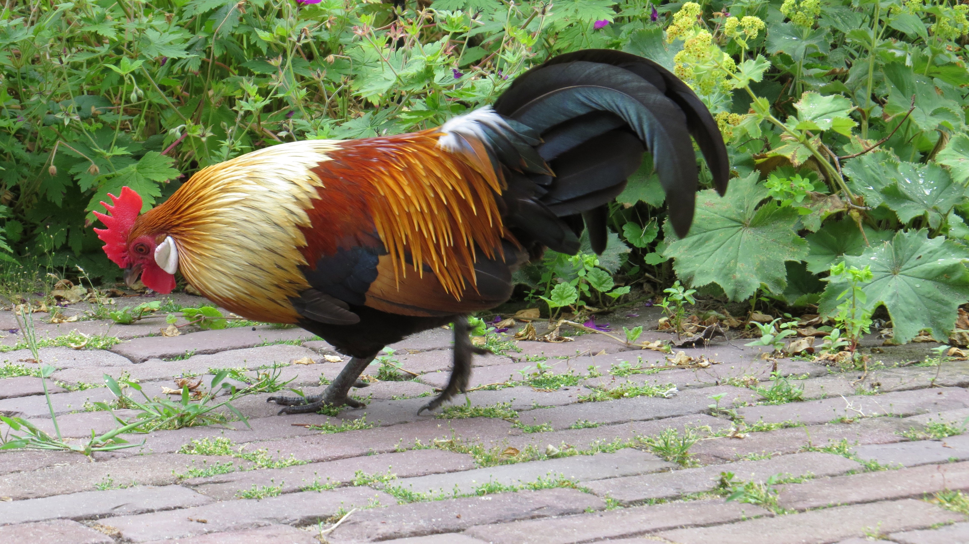 - image: 37
