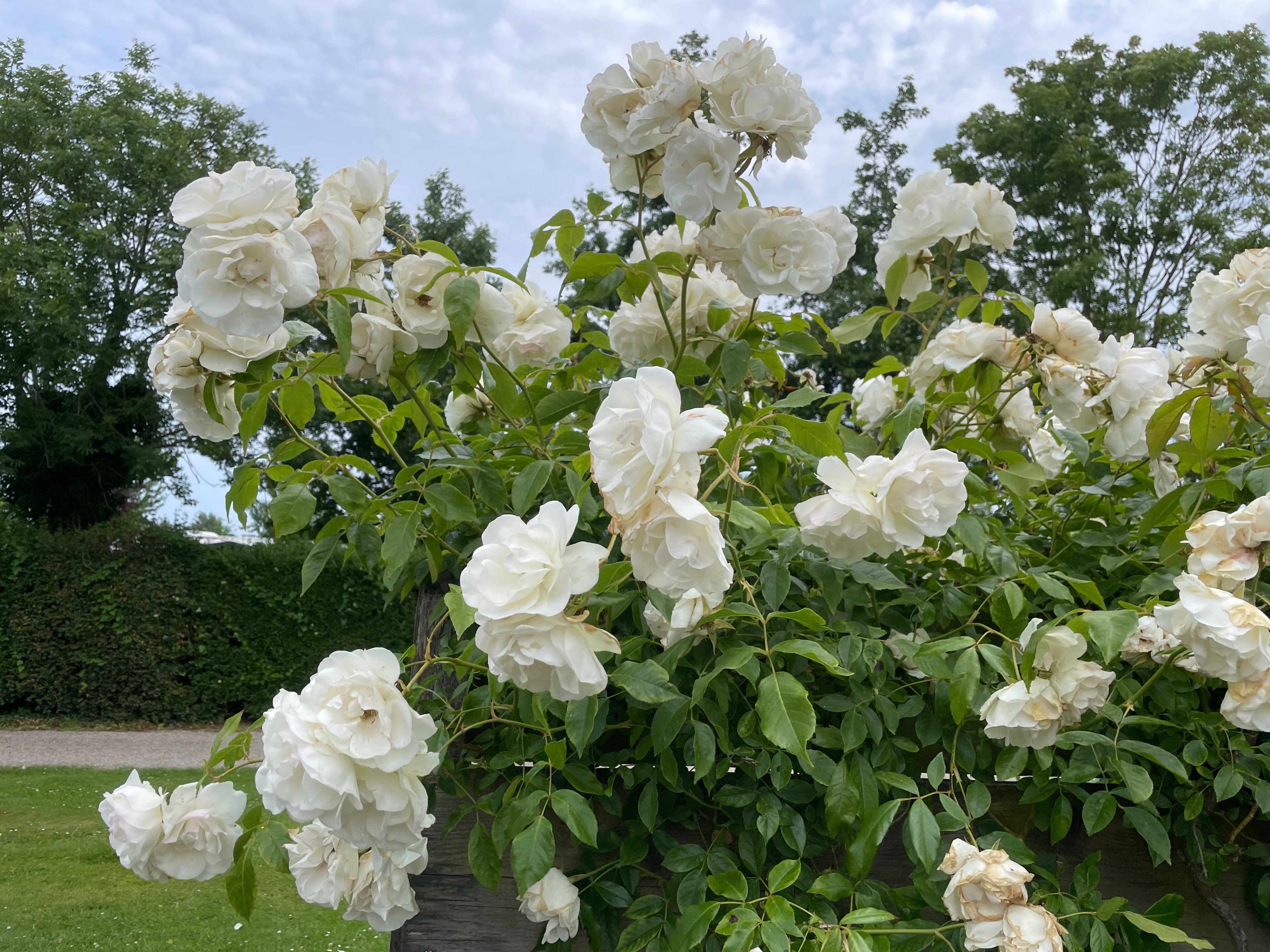 - image: 14