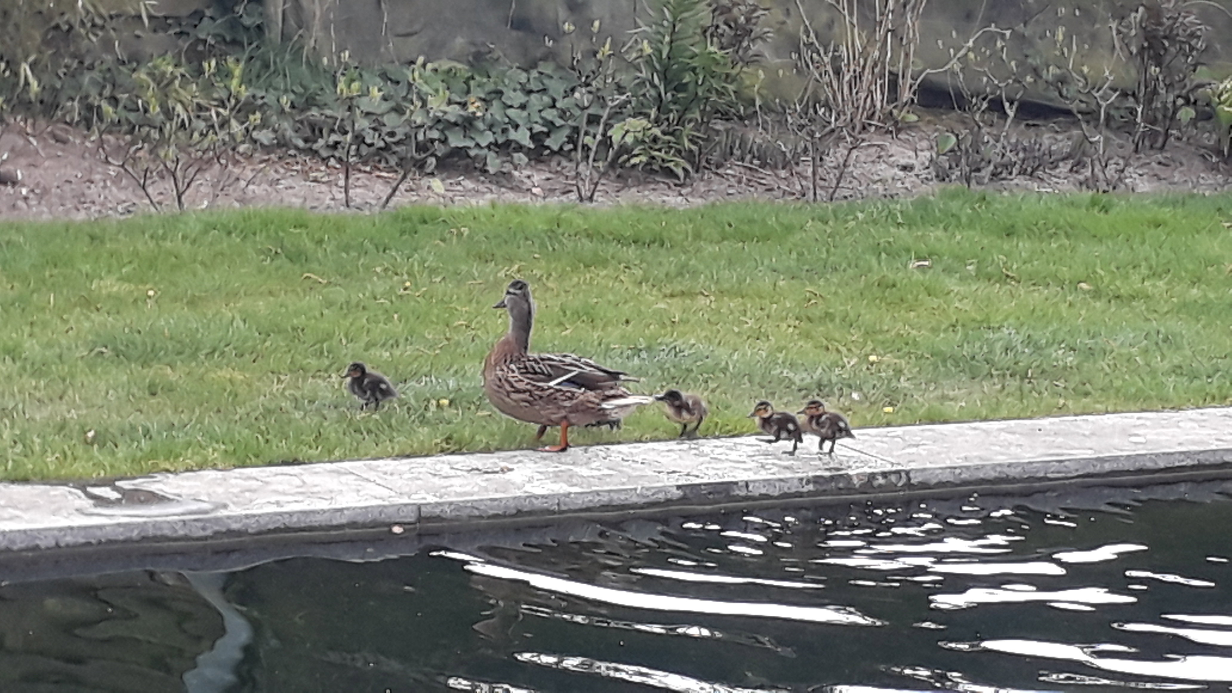 Naturhäuschen in Hoeven