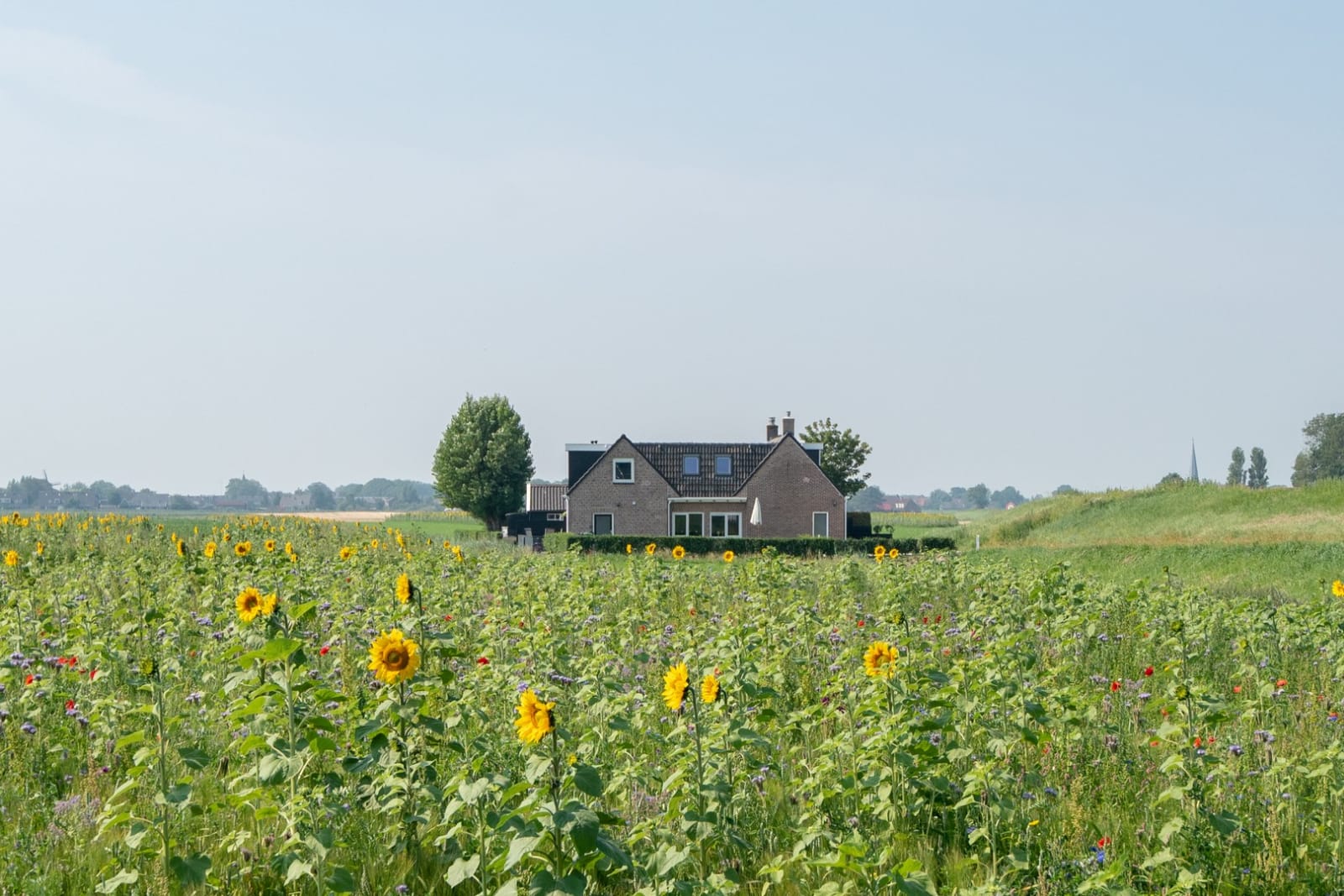 Maison nature à Holwerd