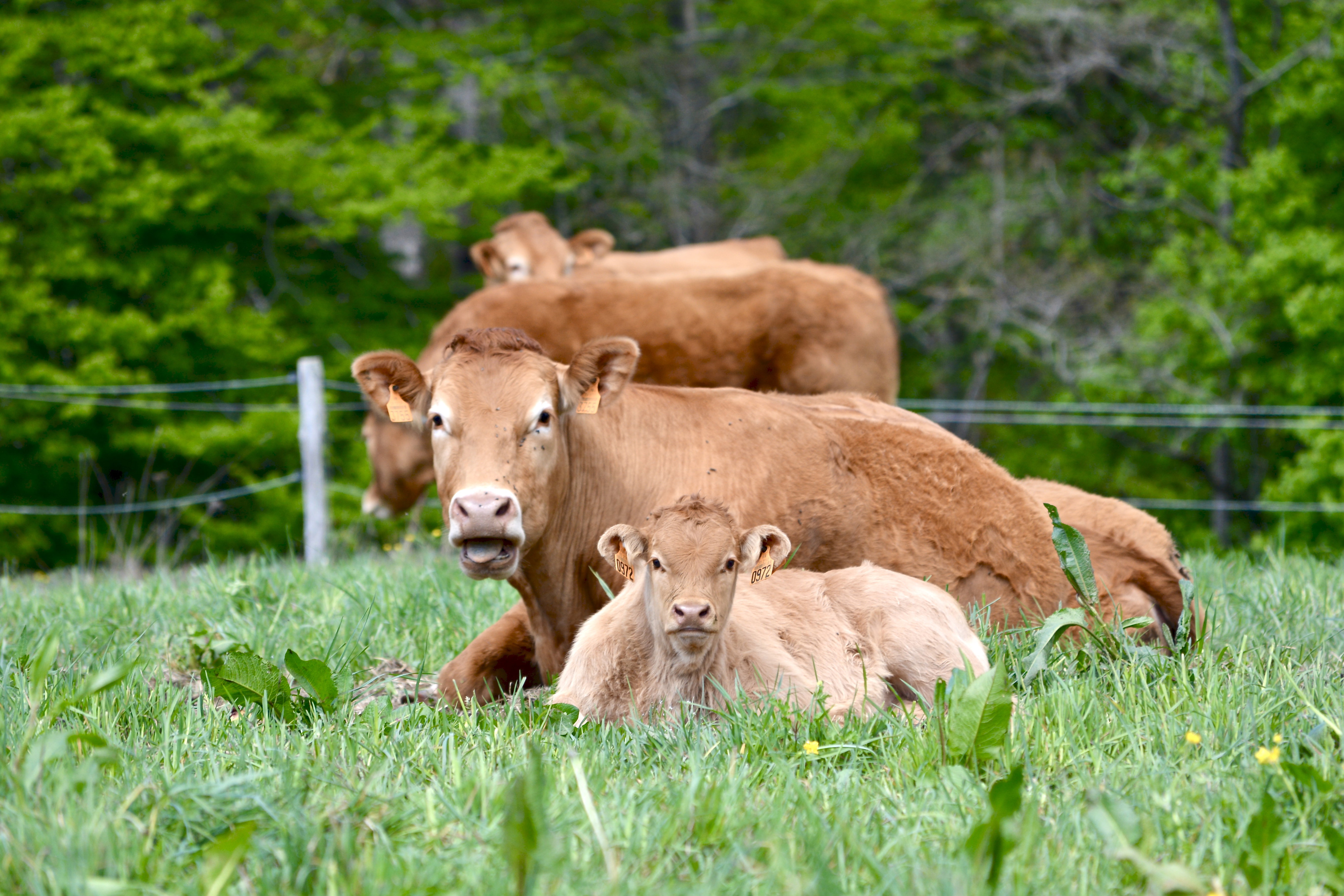Naturhäuschen in Fresselines