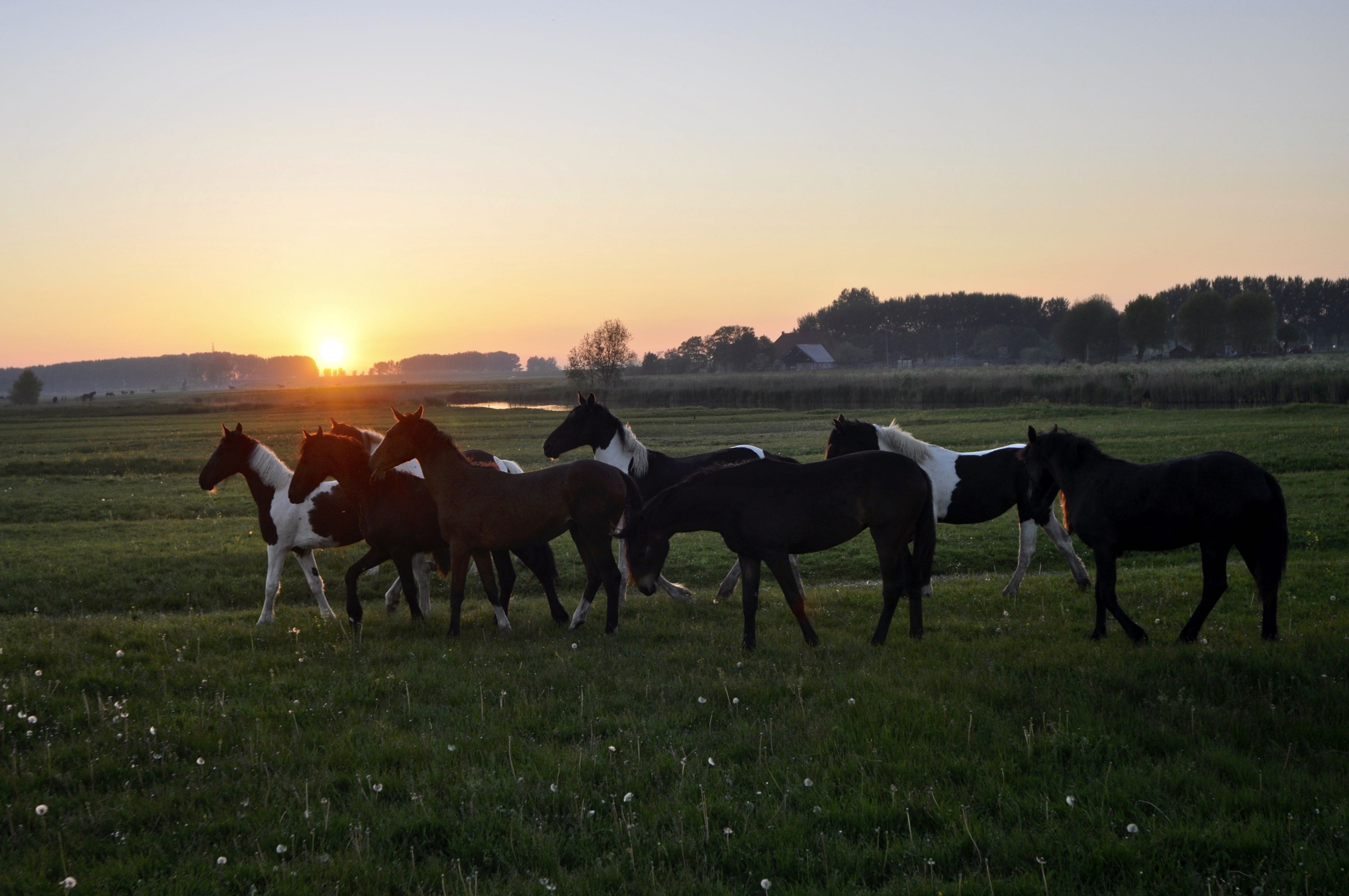 Naturhäuschen in Deinum