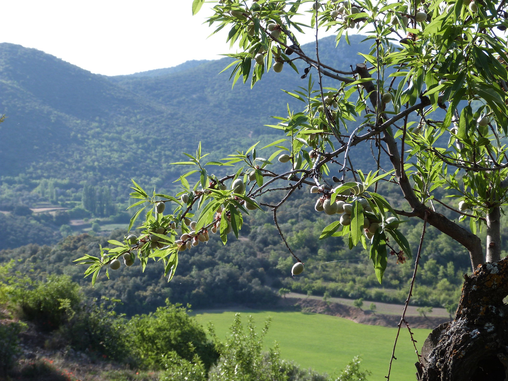 - image: 13