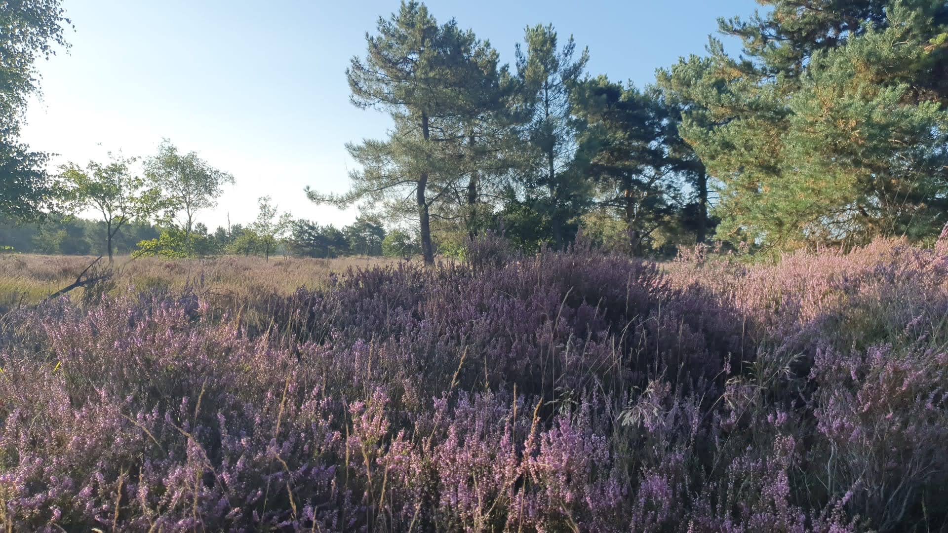 - image: 18