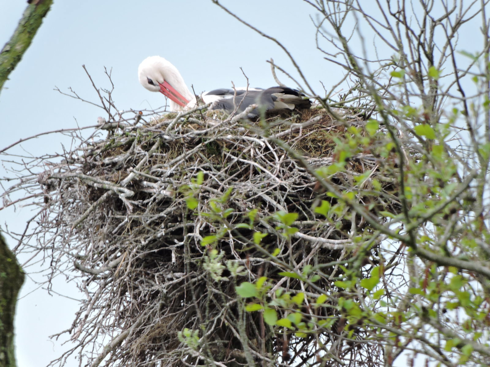 Natuurhuisje in Eernewoude