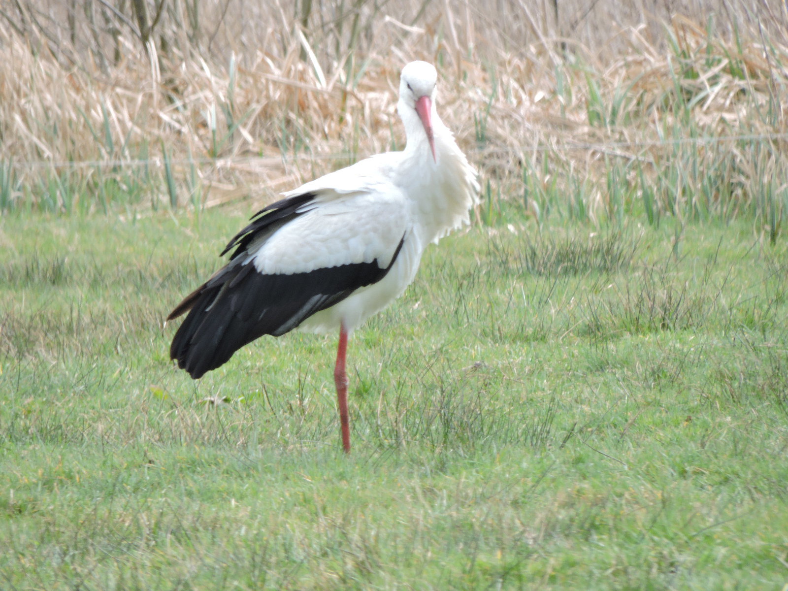 Natuurhuisje in Eernewoude