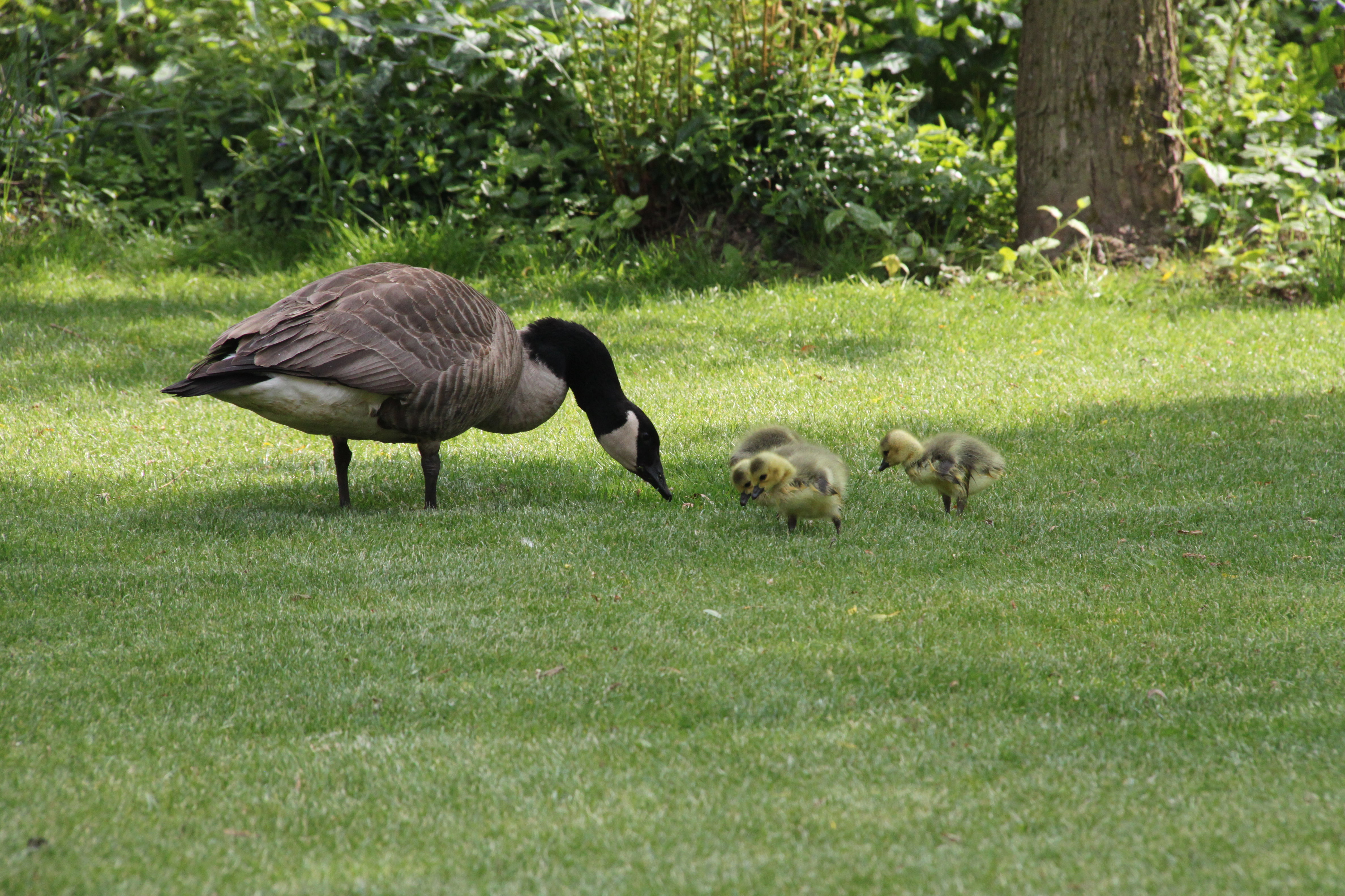 Naturhäuschen in Grimbergen
