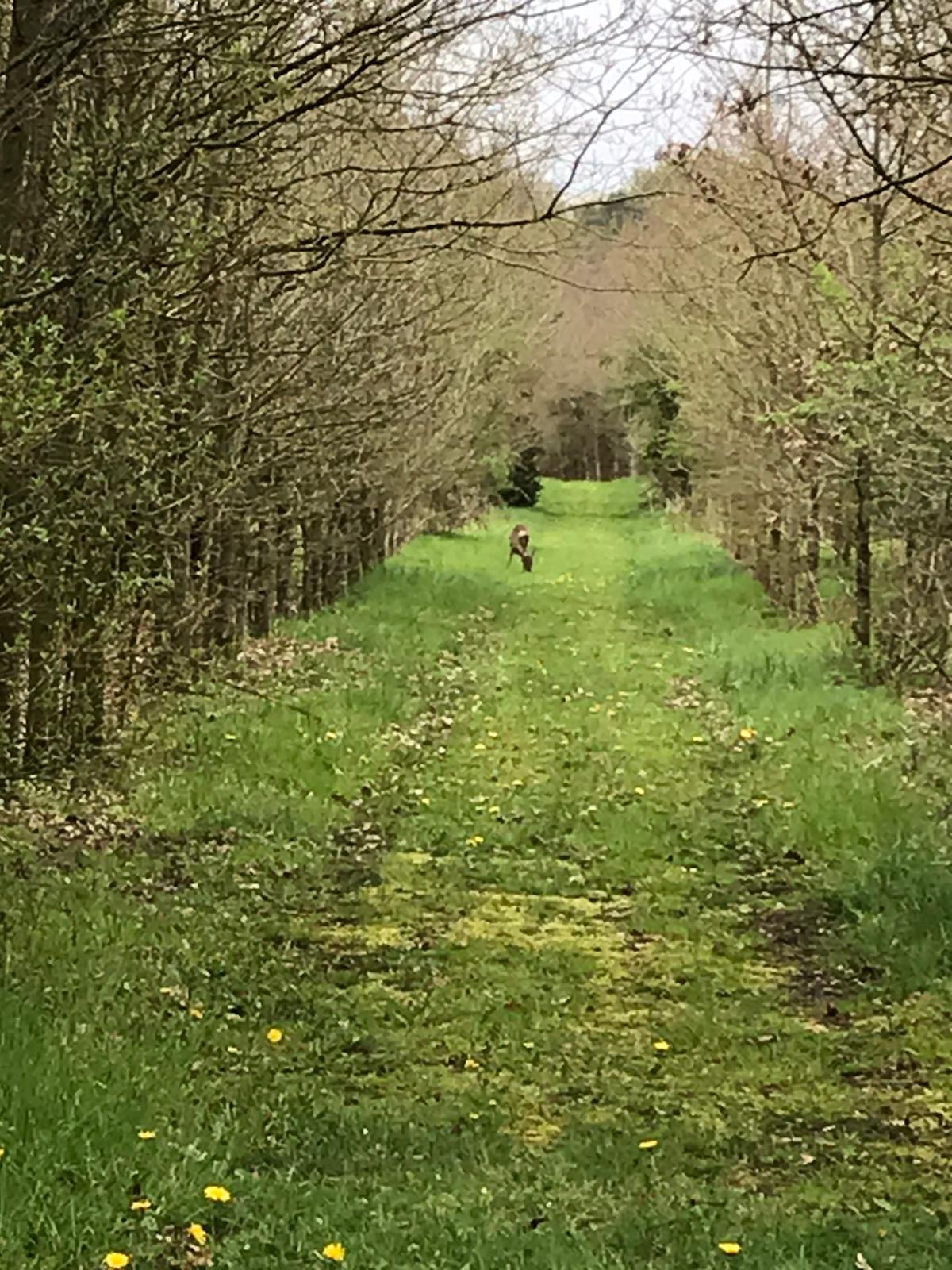 Naturhäuschen in Schoonoord