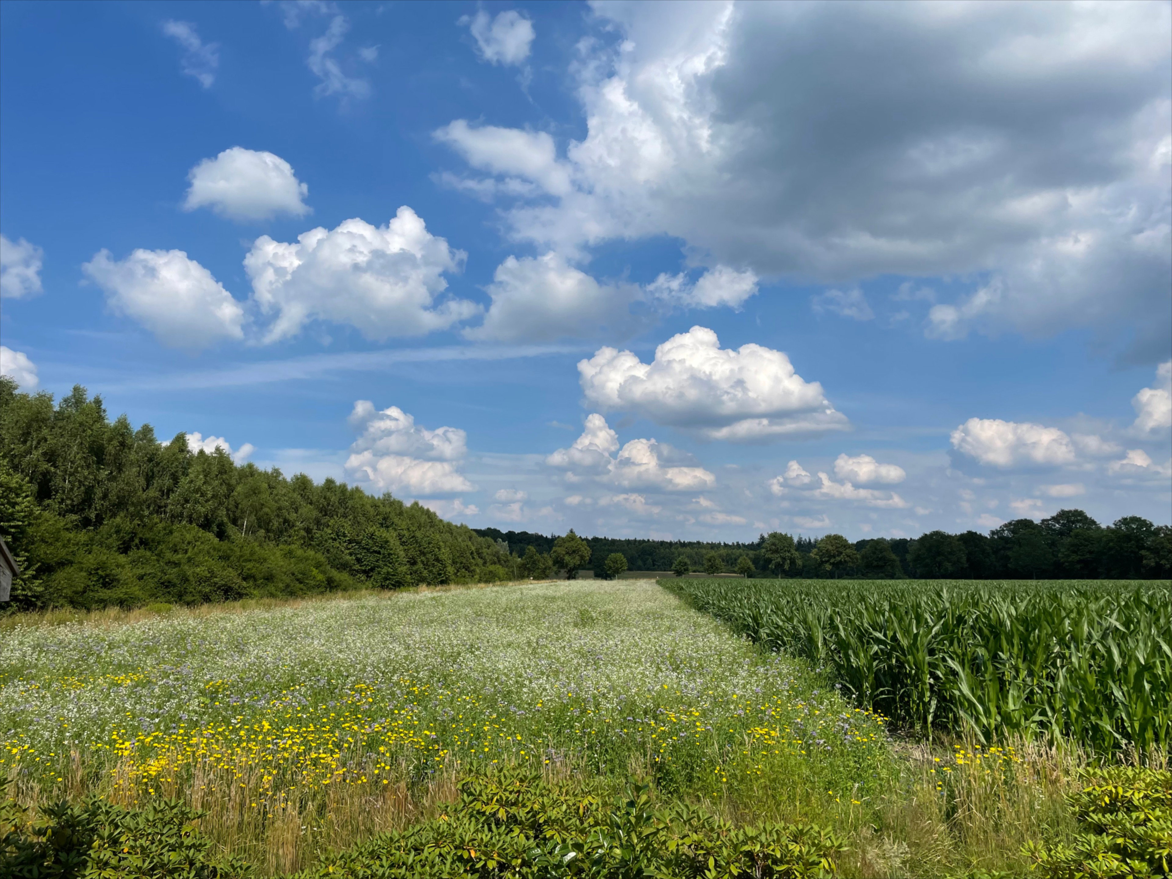 Maison nature à de Lutte