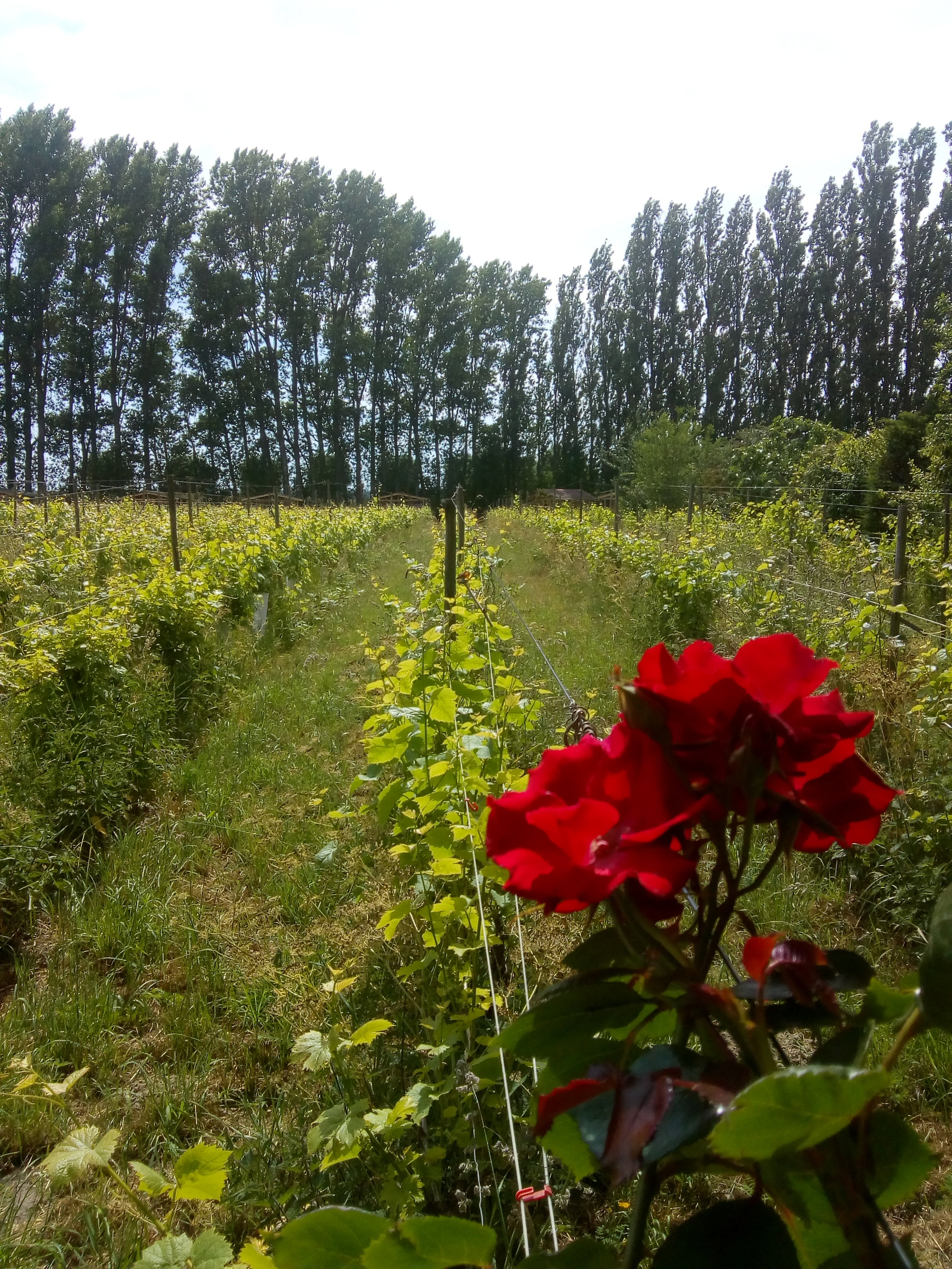 Maison nature à Simonshaven