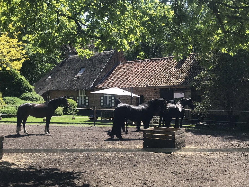 - image: 16