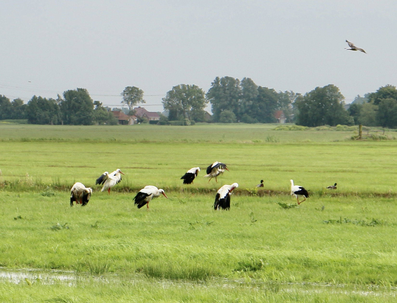 Casa nella natura a Langelille/Friesland