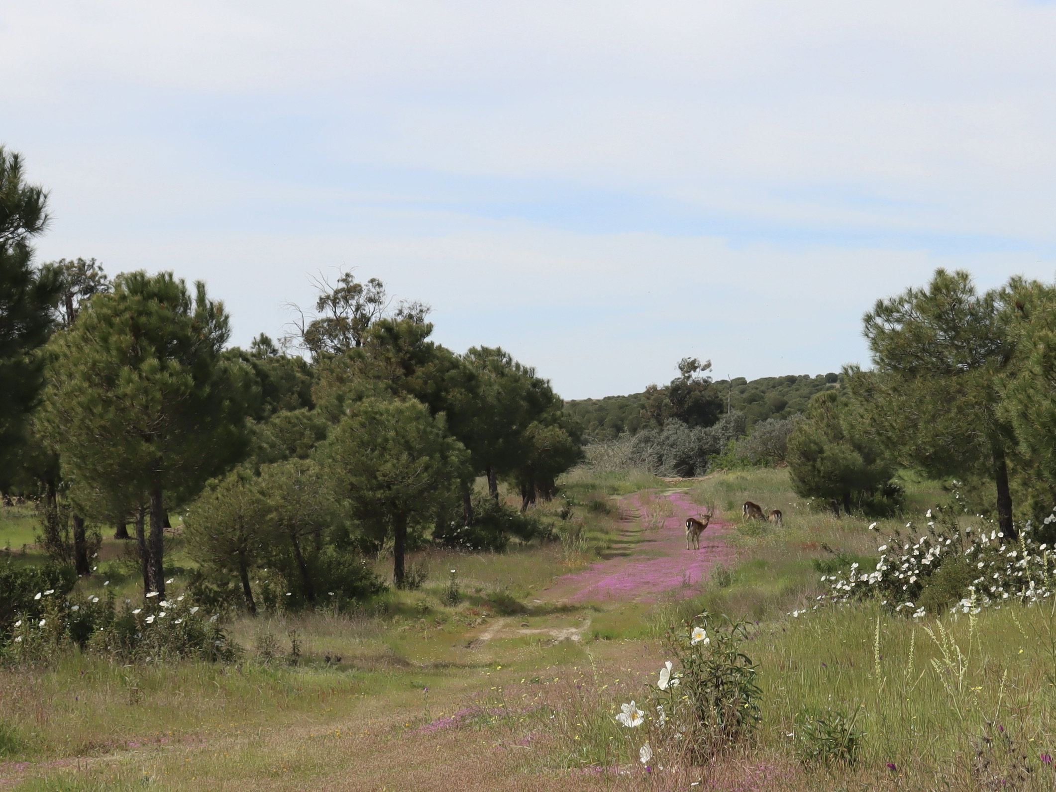 Natuurhuisje in Alcaria Ruiva
