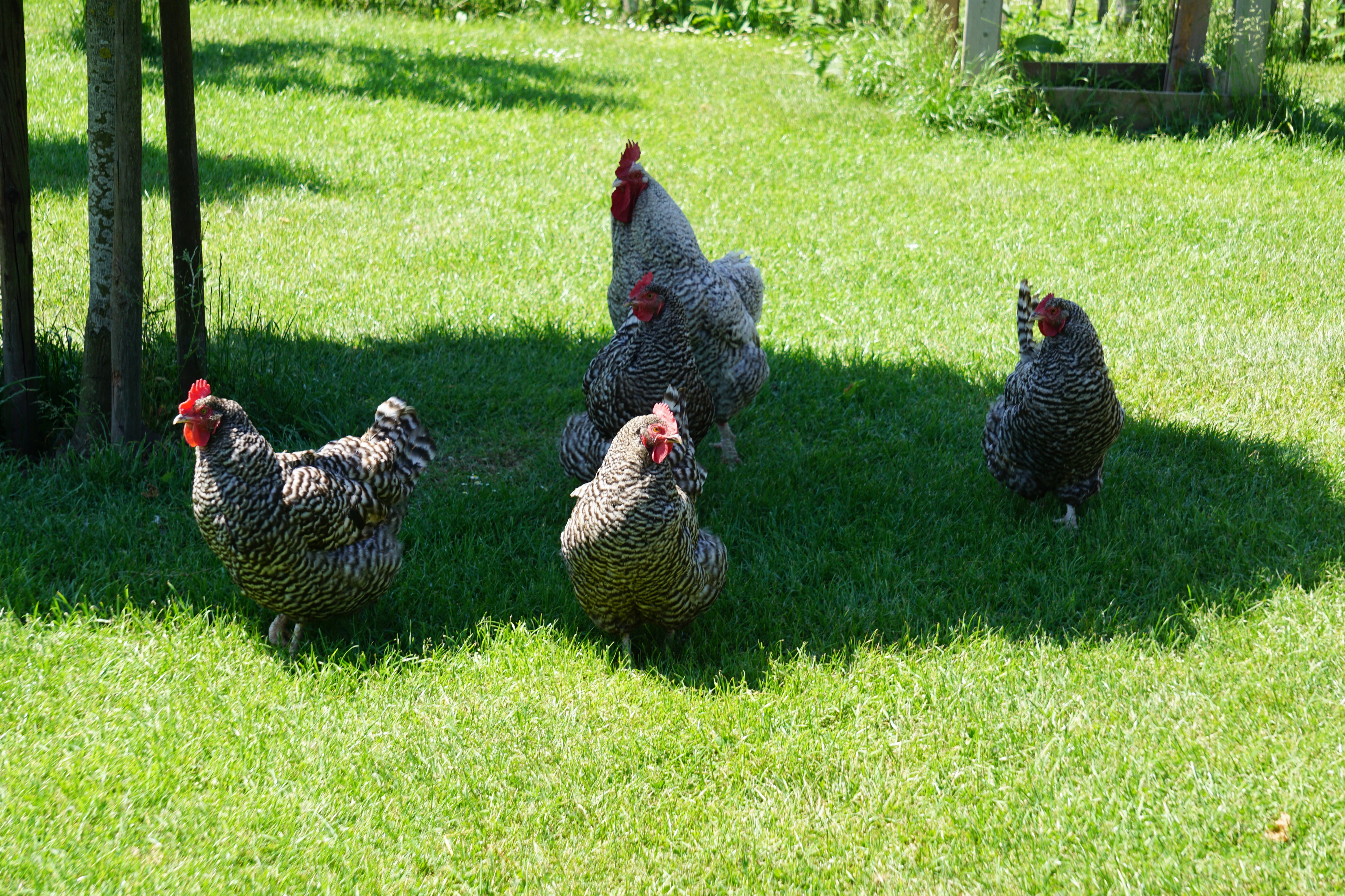 Naturhäuschen in Rijswijk