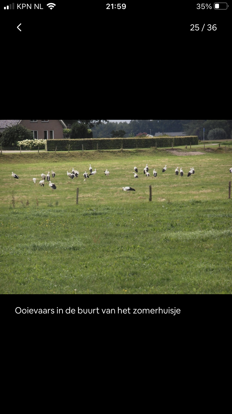 - image: 11