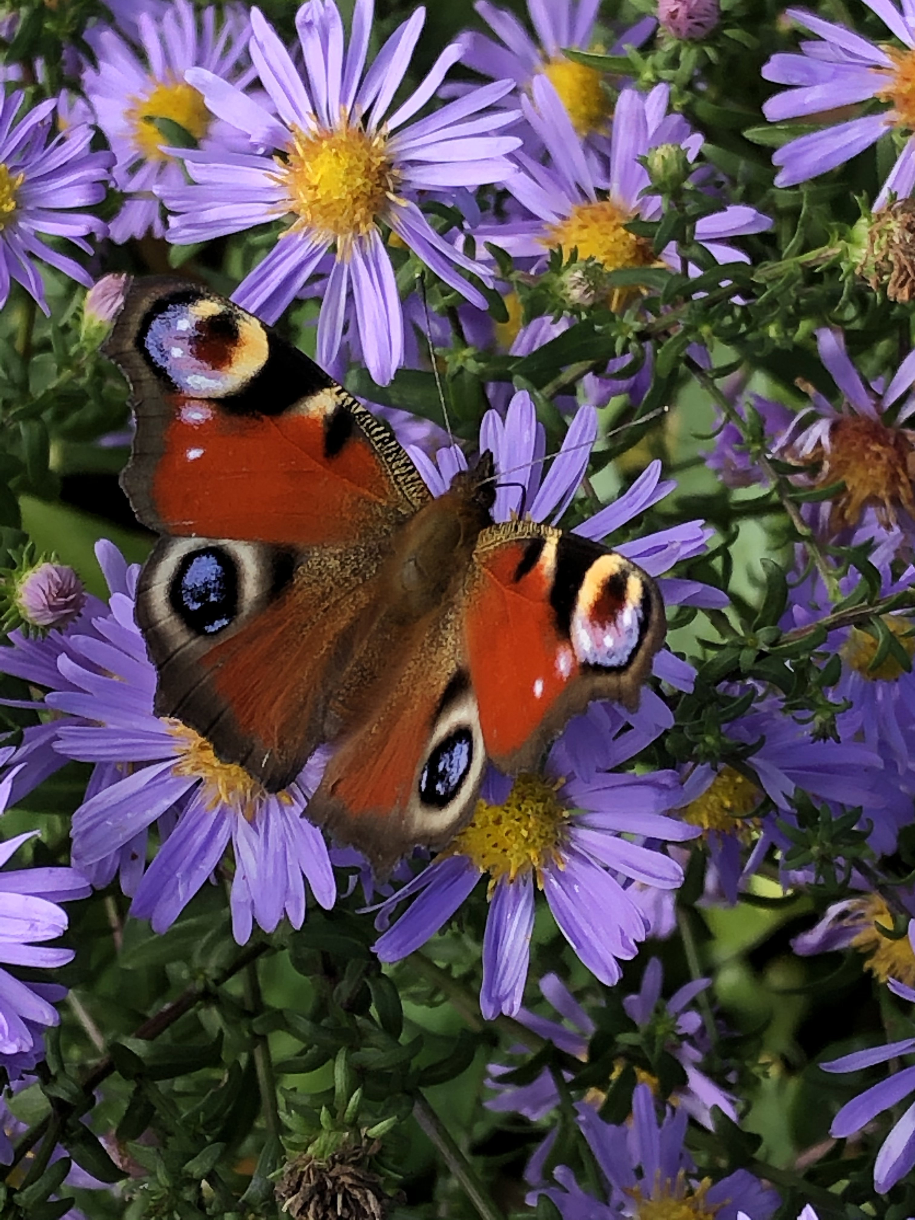 - image: 23