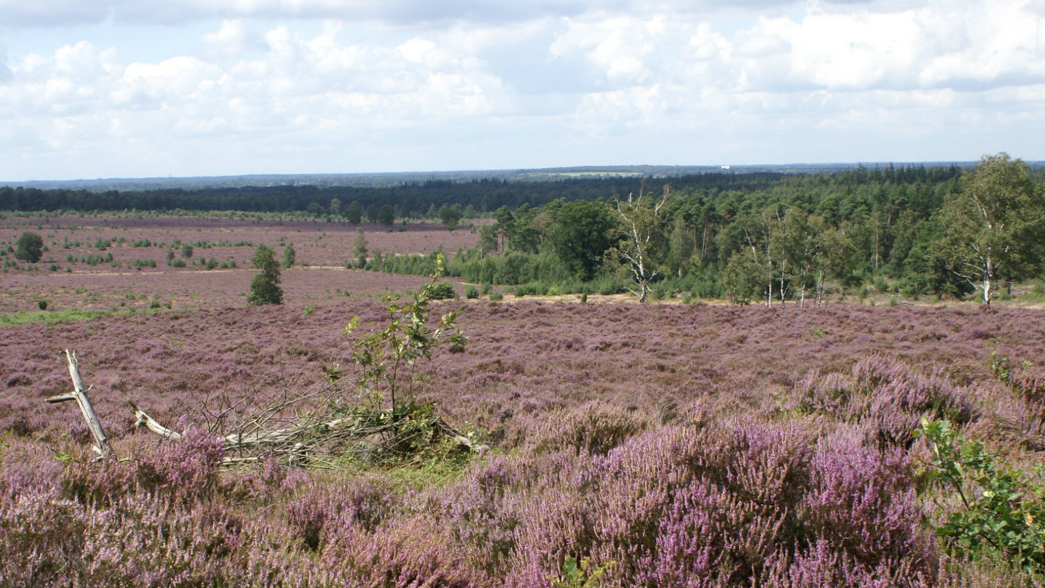 Natuurhuisje in Holten