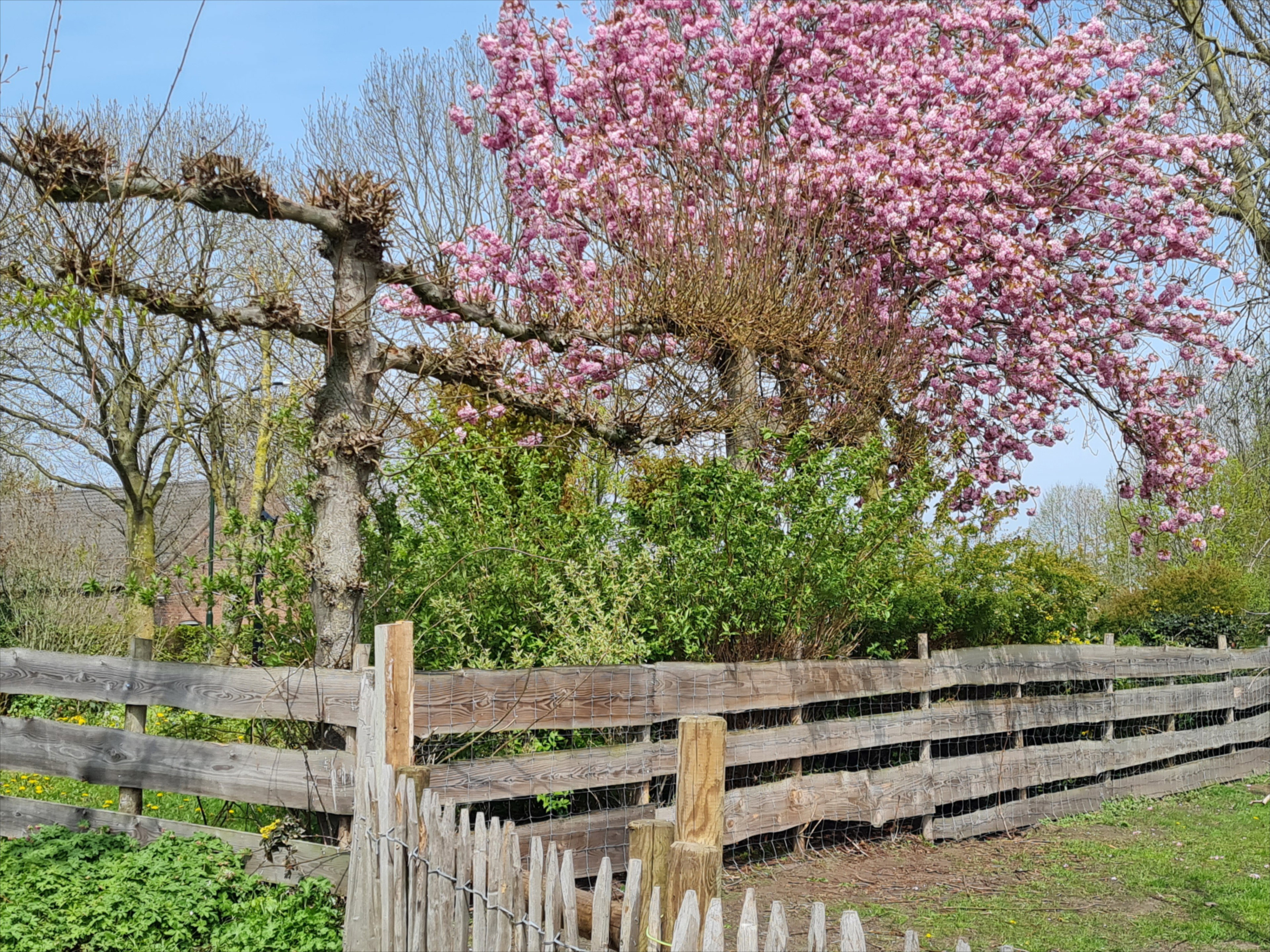 - image: 31