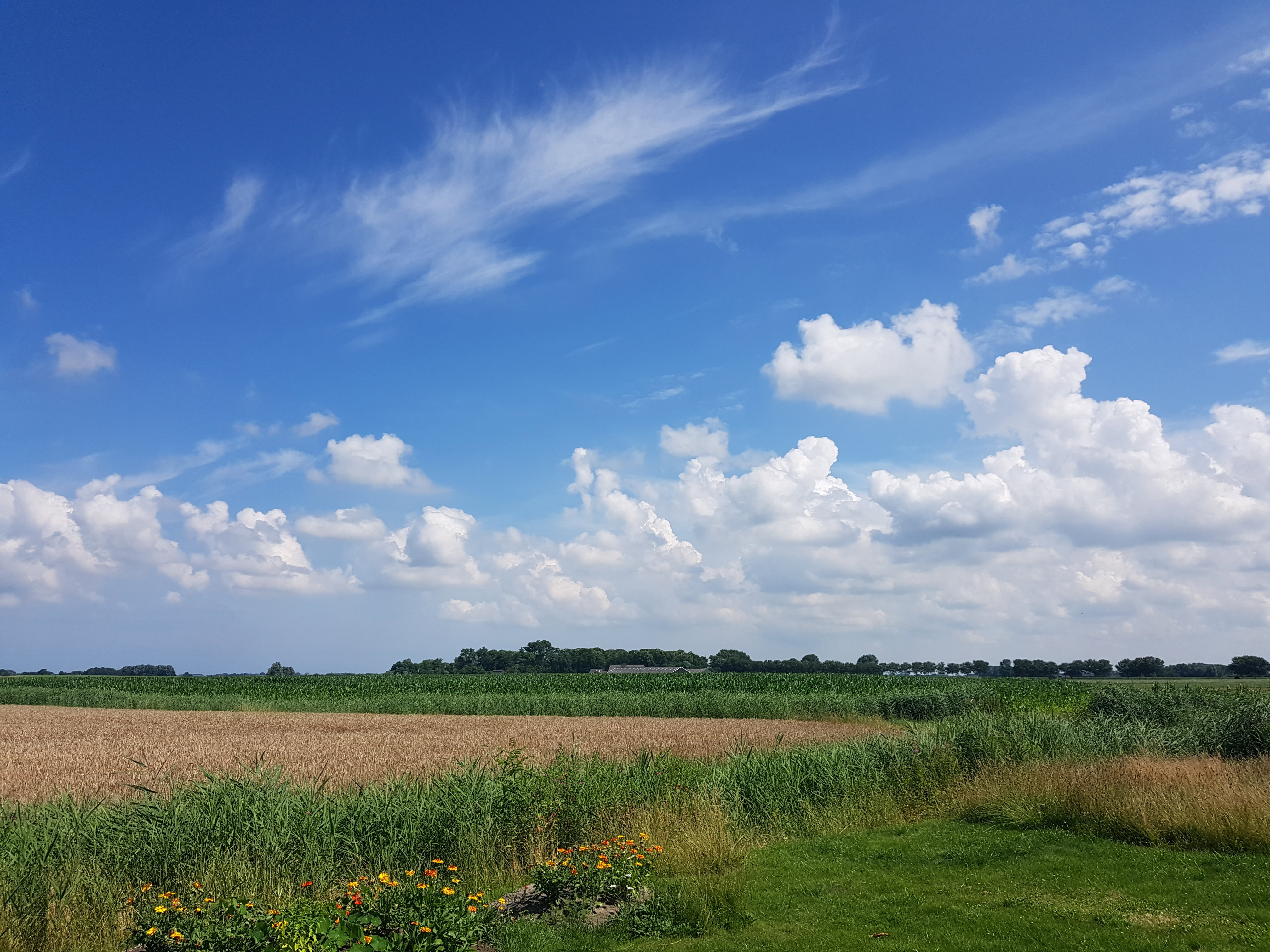 Maison nature à Ezinge