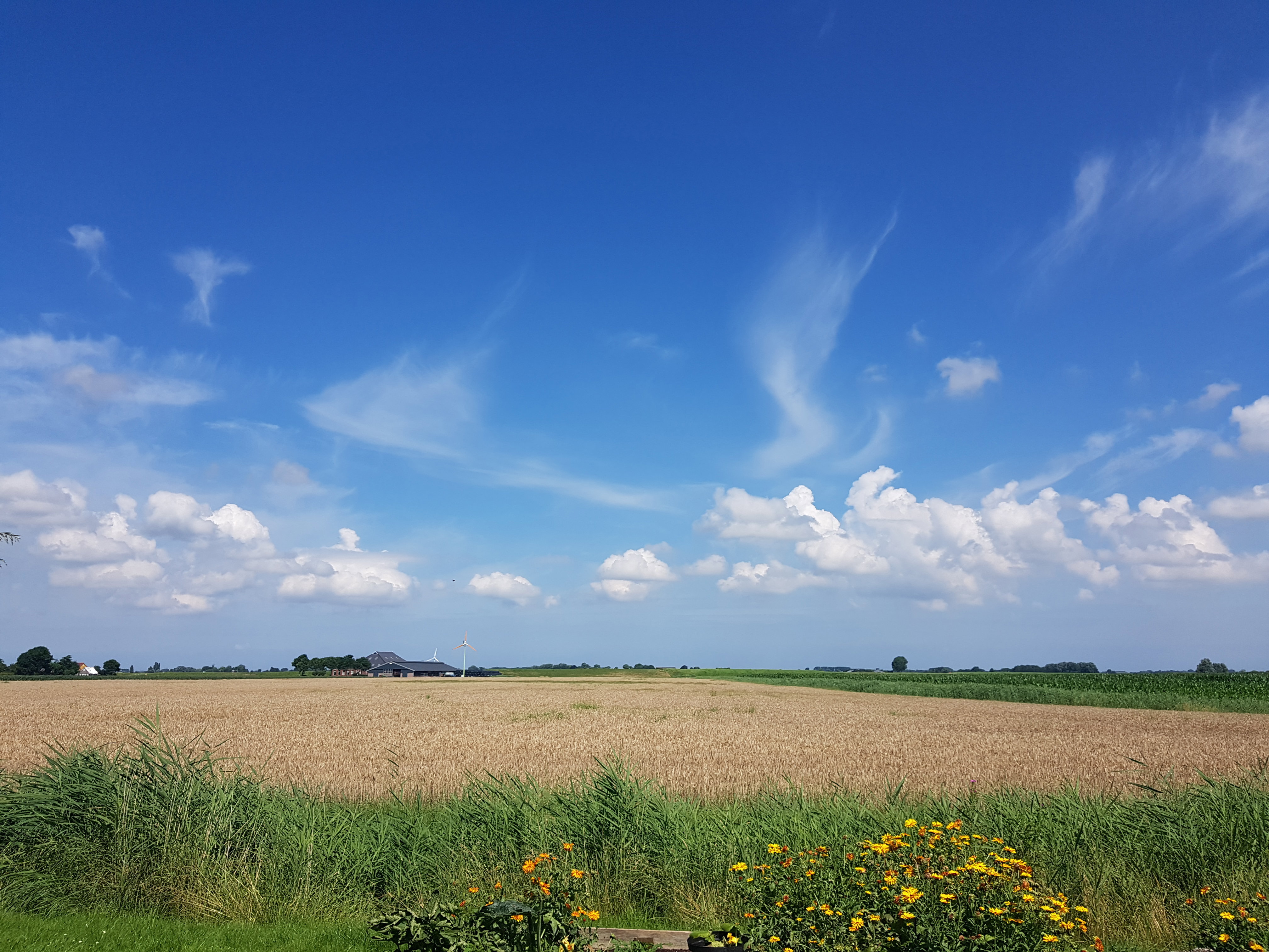 Maison nature à Ezinge