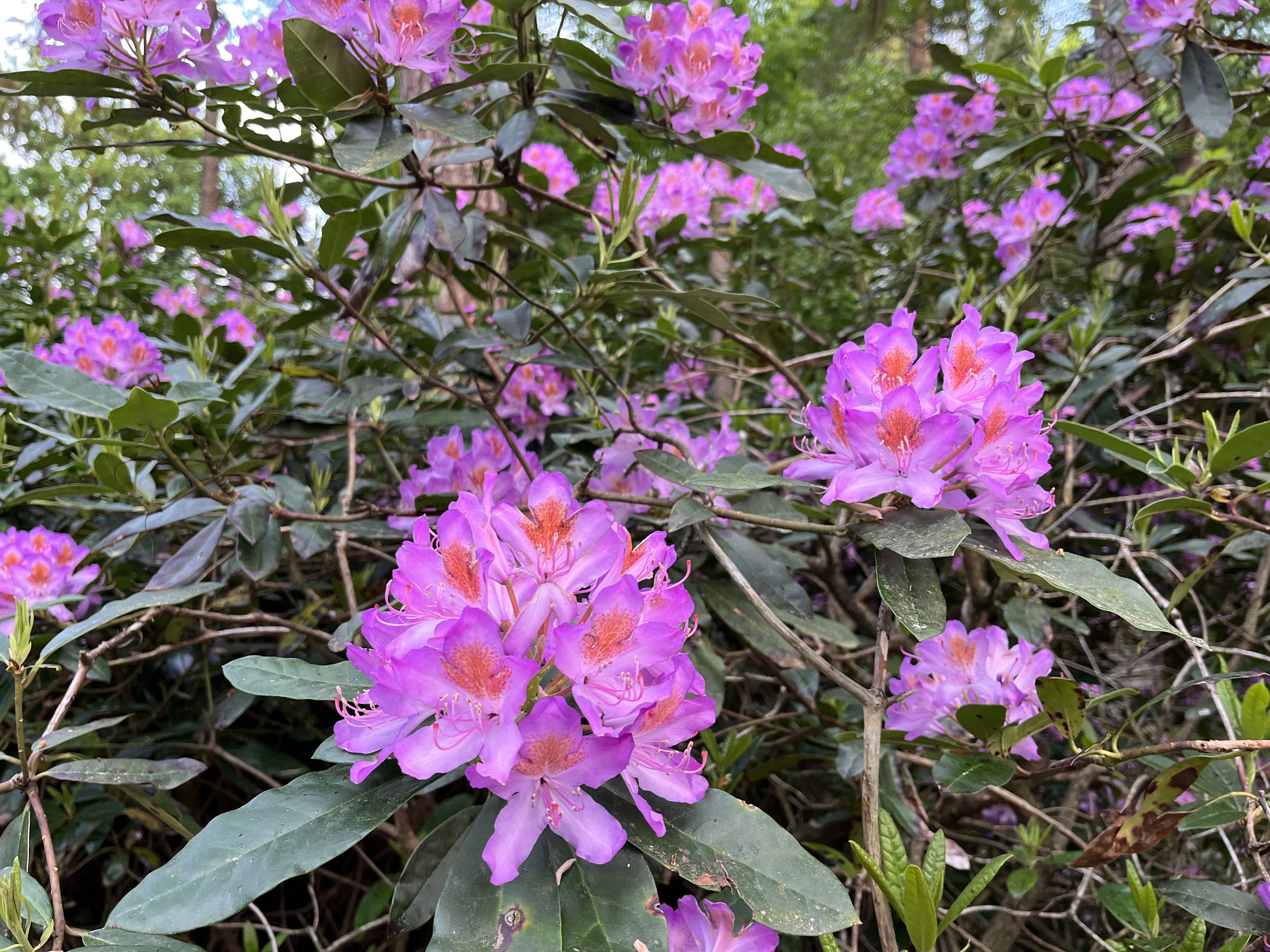 Natuurhuisje in Maarn