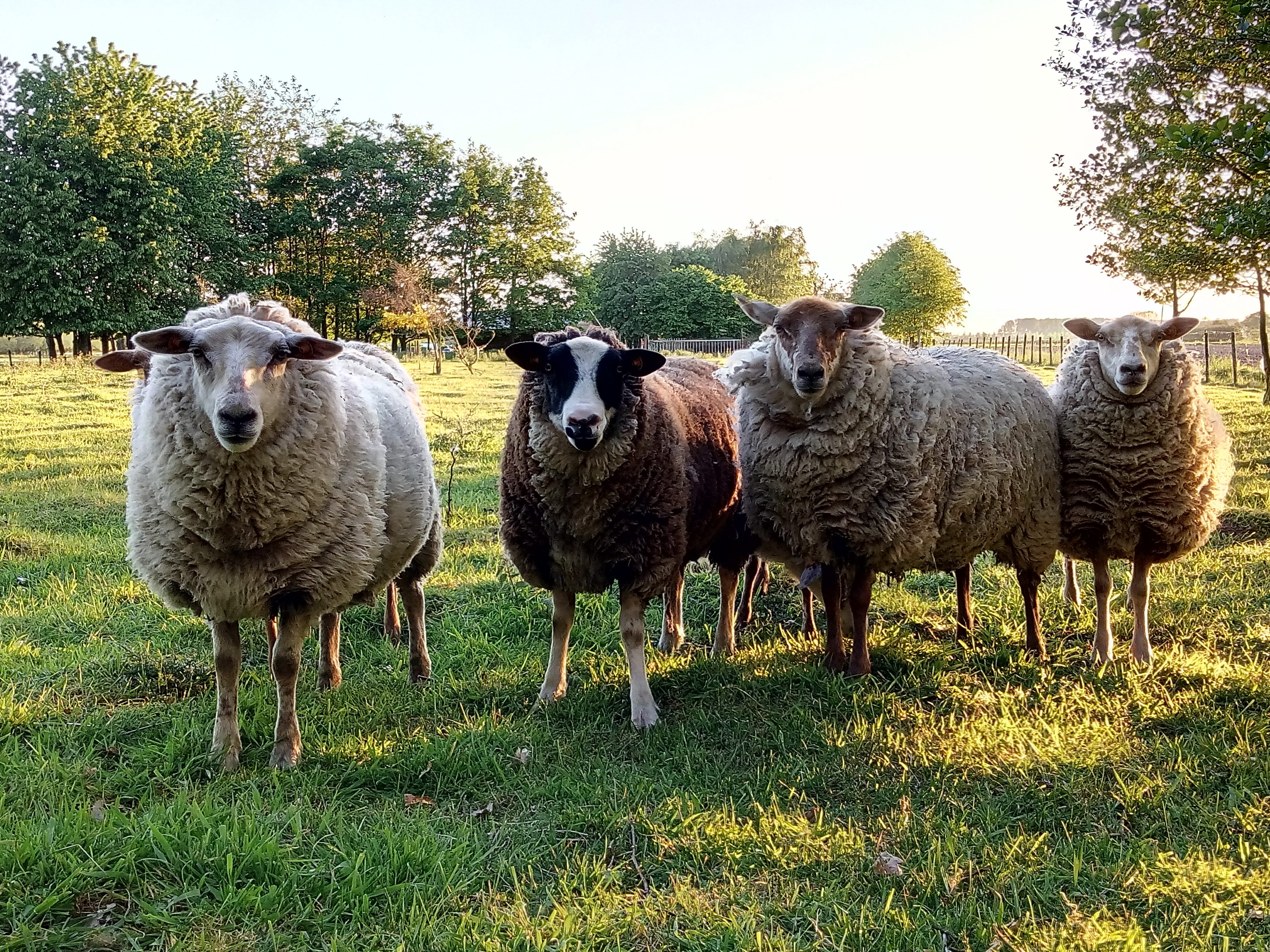 Naturhäuschen in Meerdonk