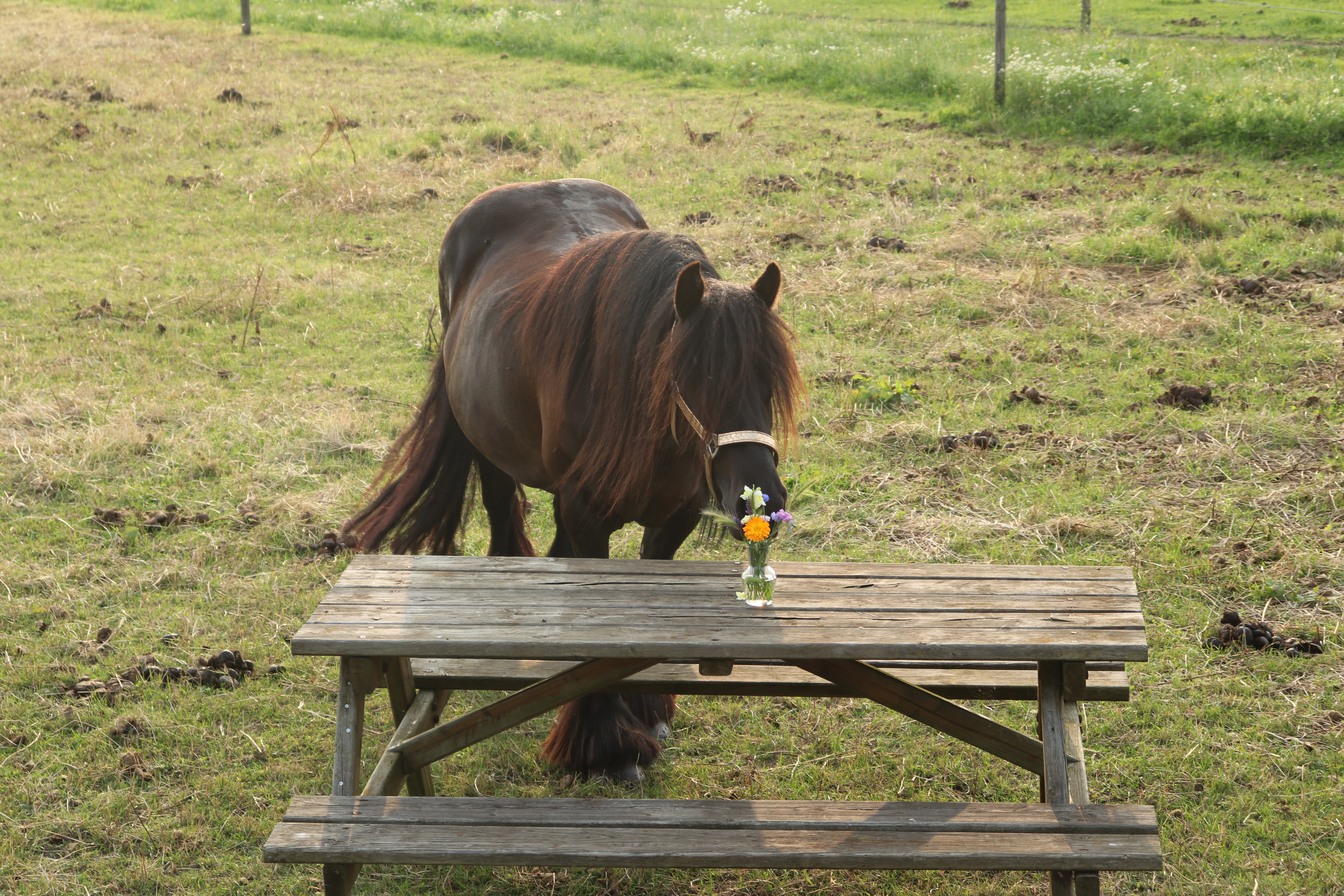Natuurhuisje in Essen