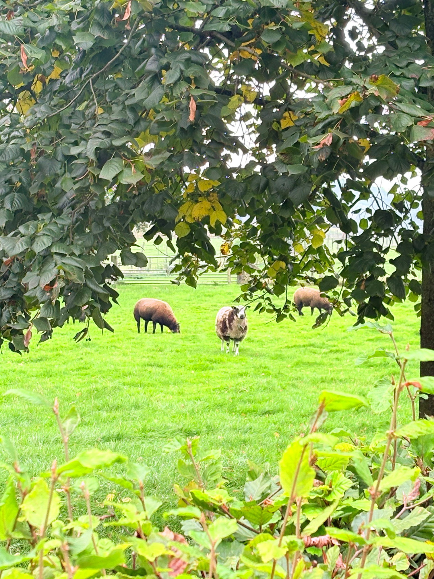 Natuurhuisje in Wekerom