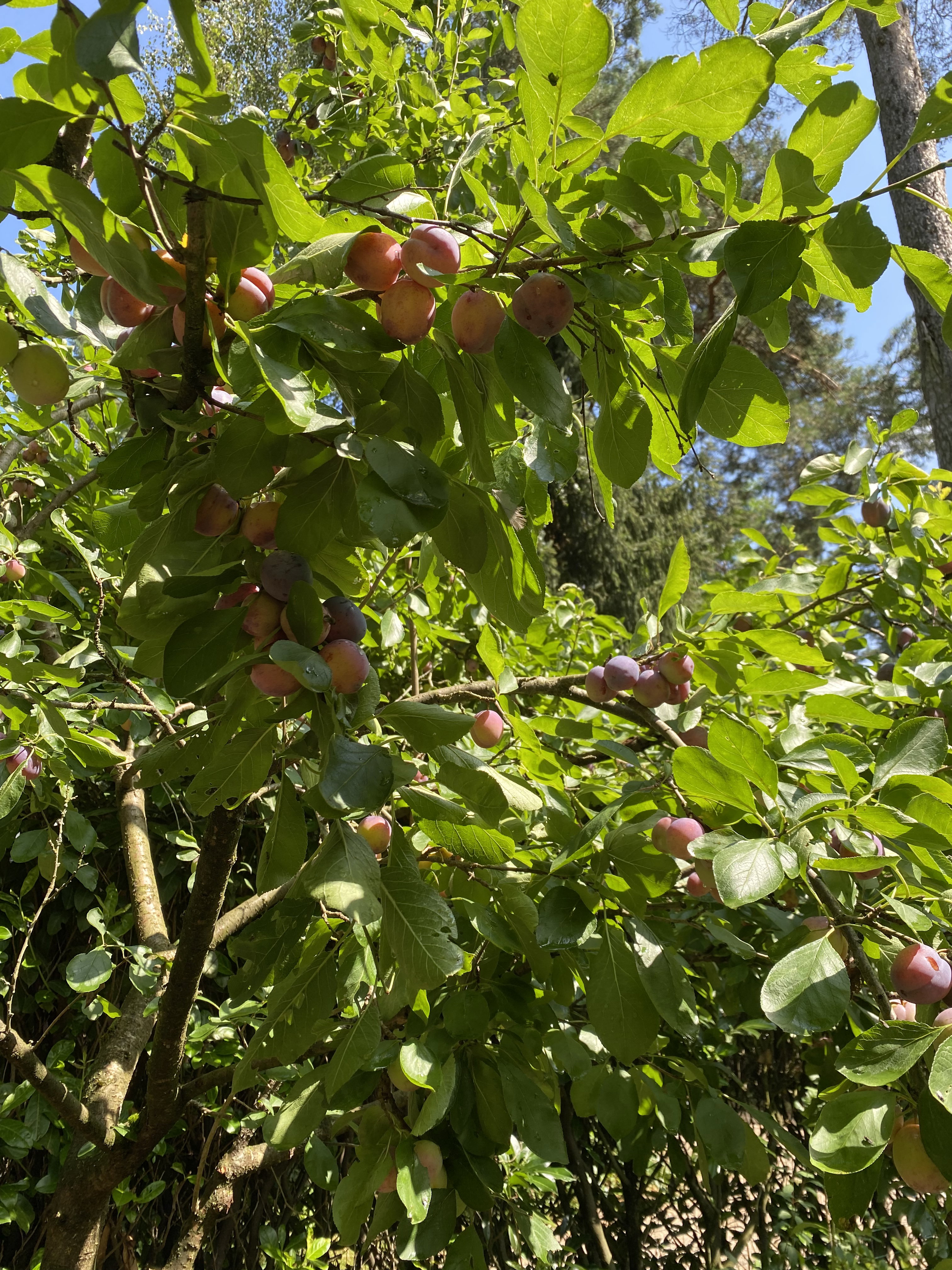 Naturhäuschen in Oisterwijk