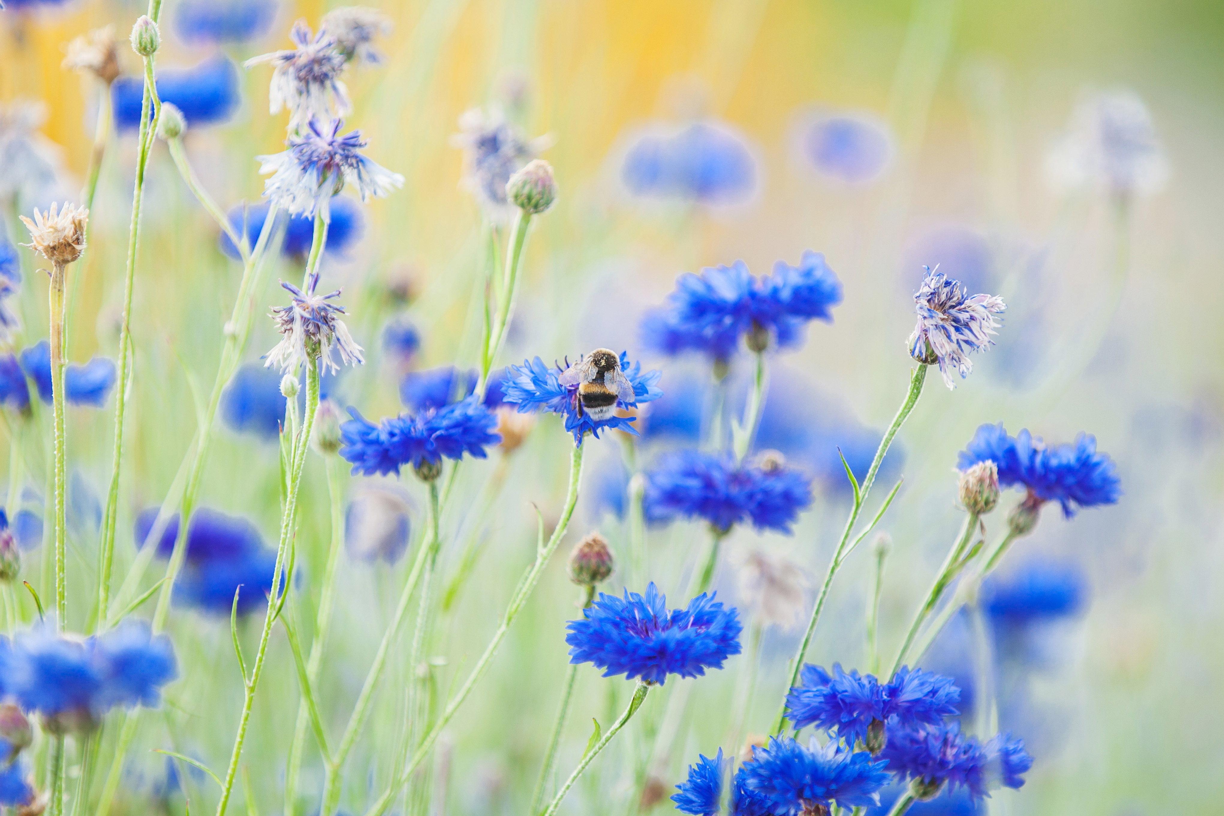 Nature house in Beverwijk