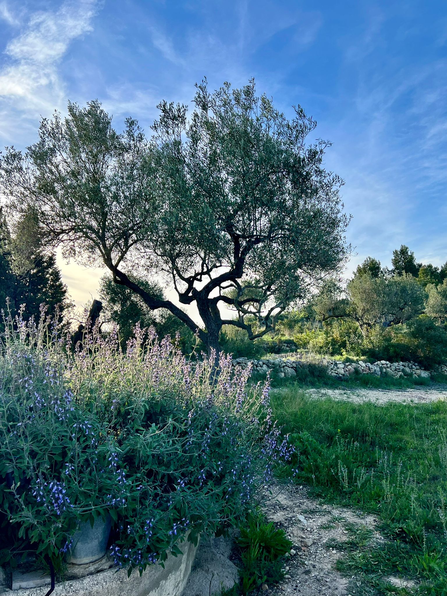 - image: 40