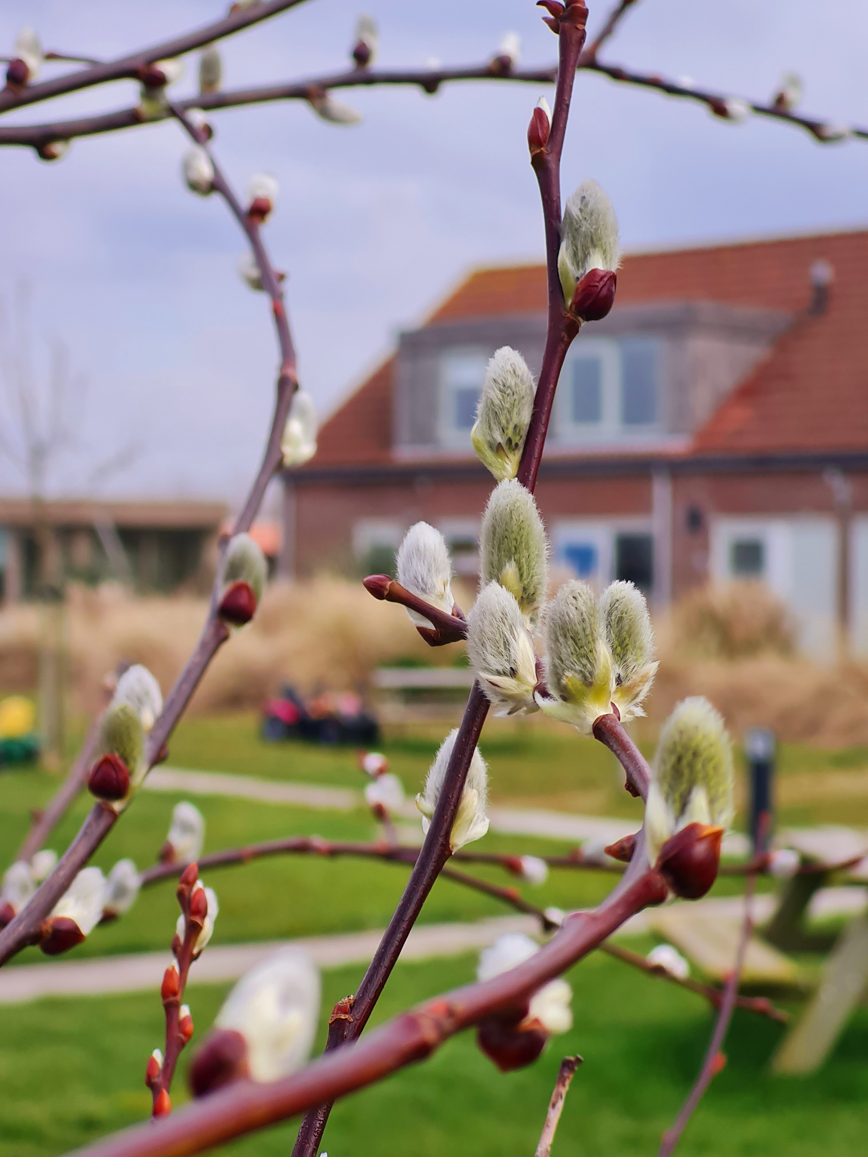 Natuurhuisje in Callantsoog