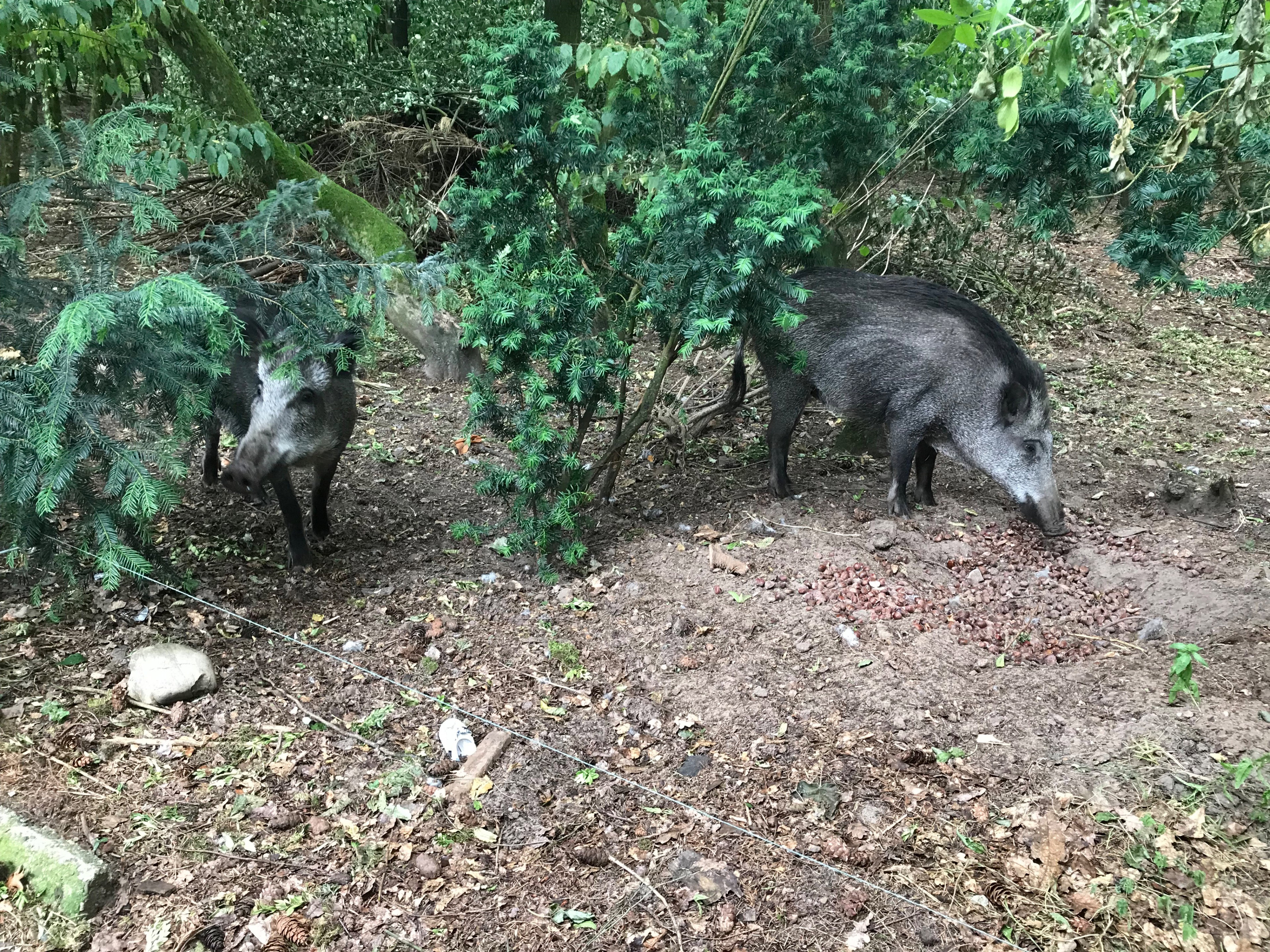 Casa nella natura a Putten