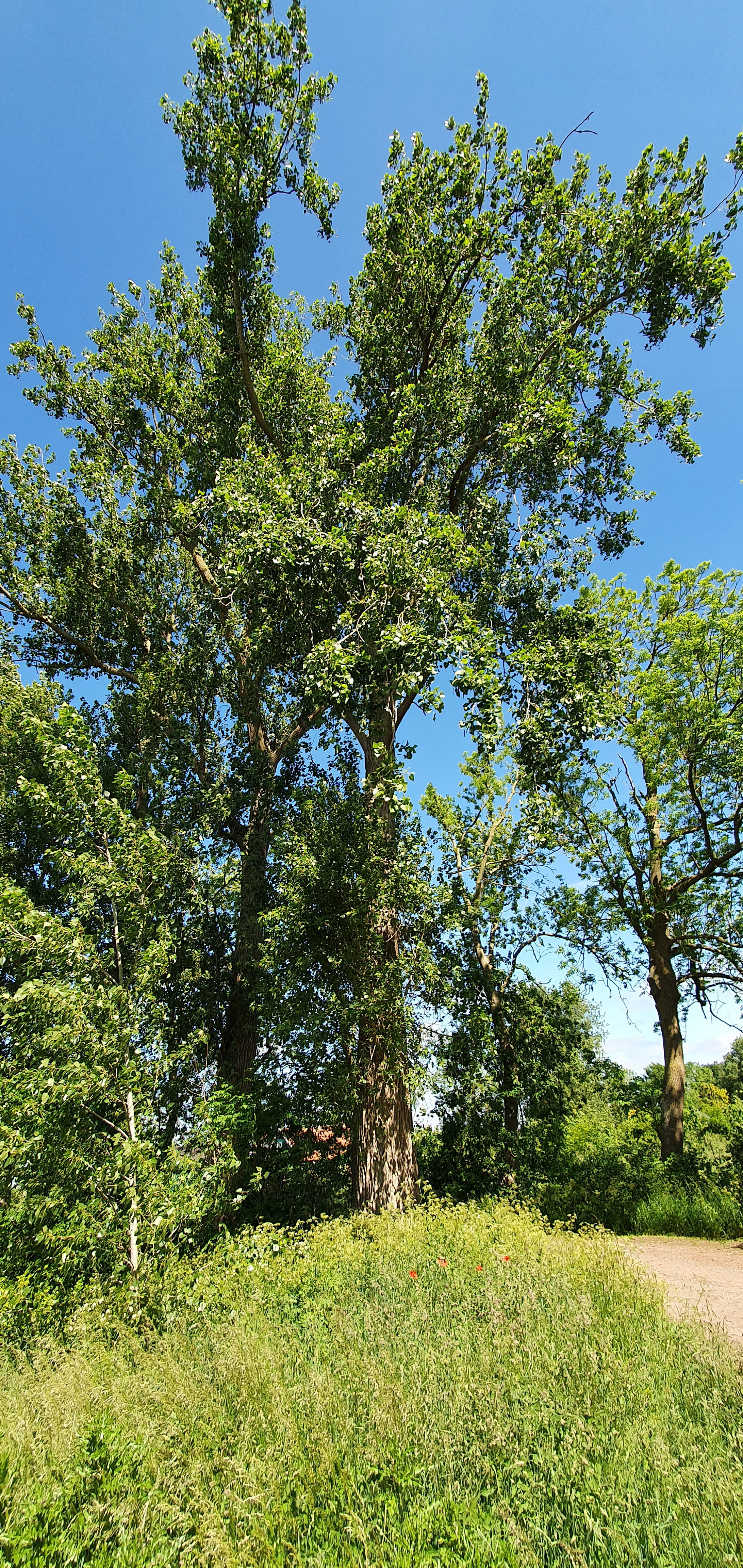 - image: 53