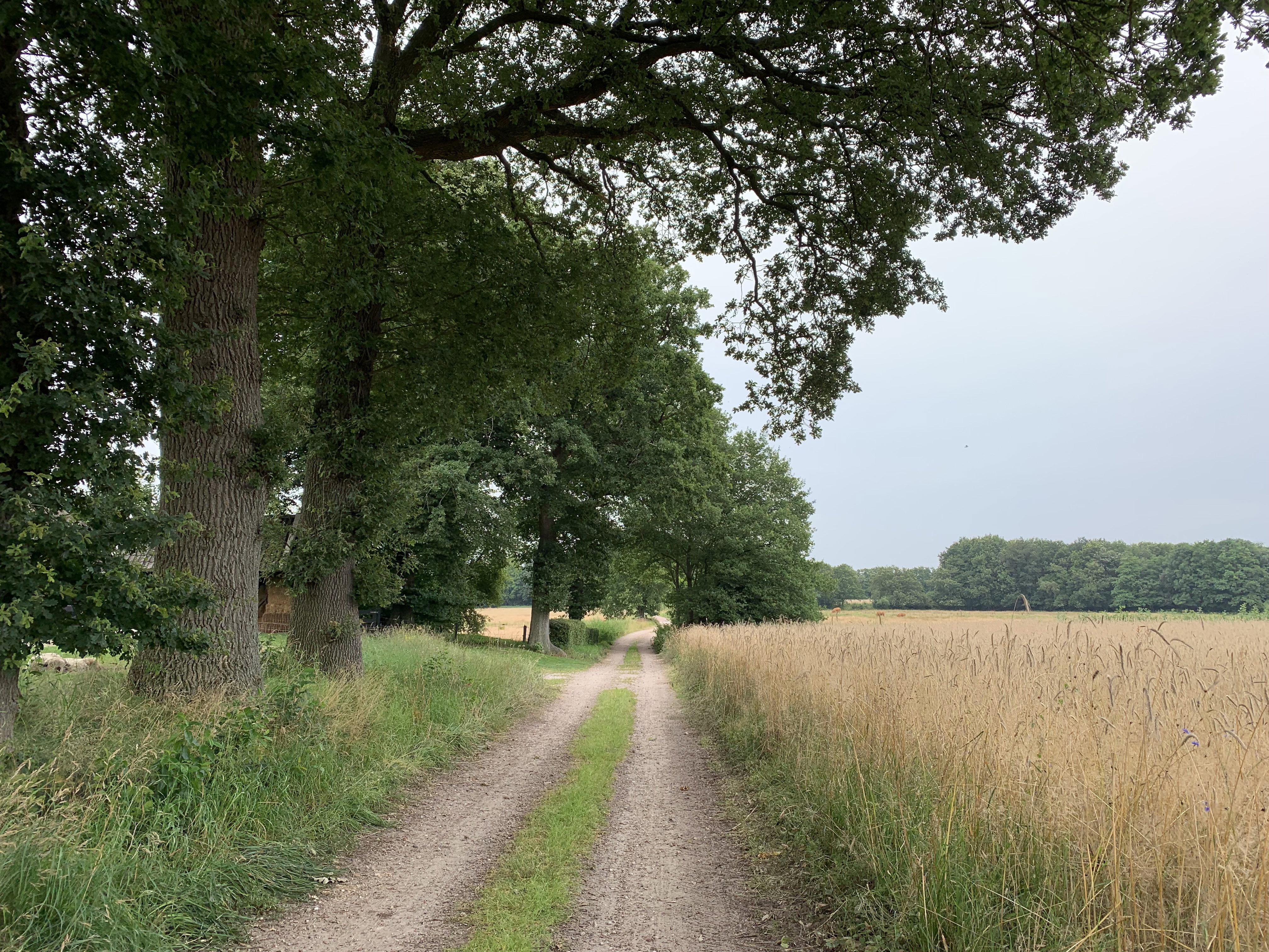 Natuurhuisje in Balkbrug