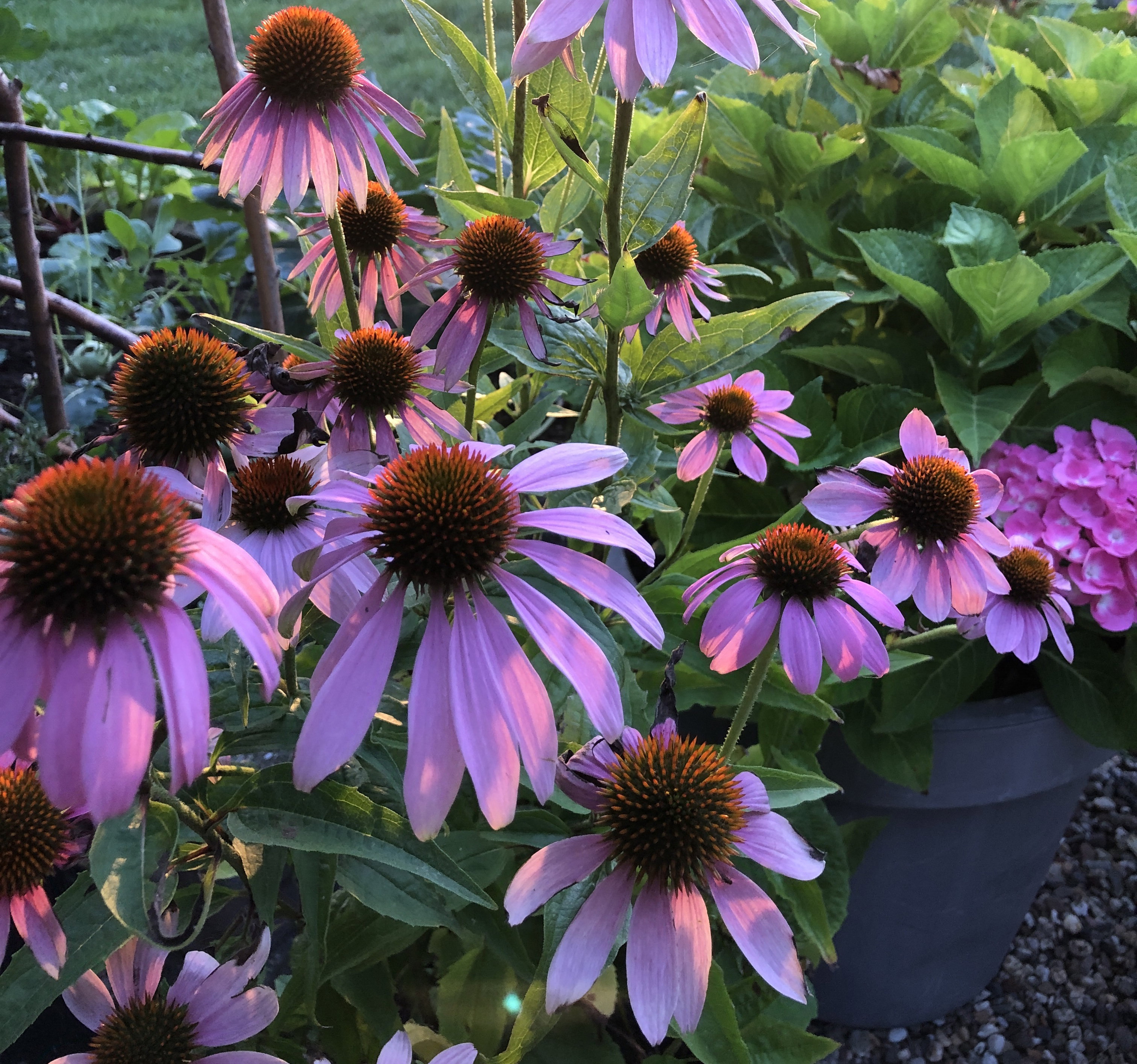 - image: 15