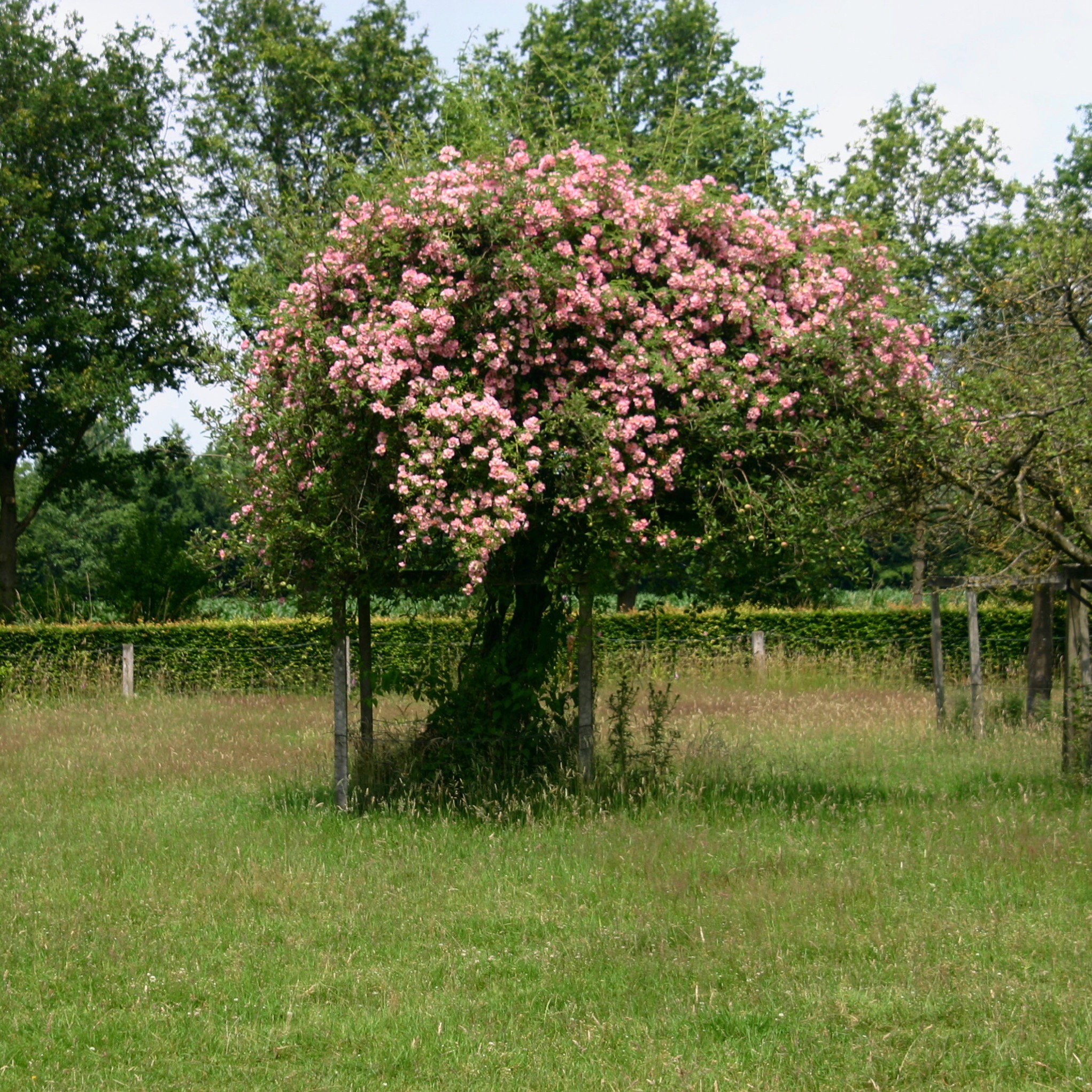 - image: 25