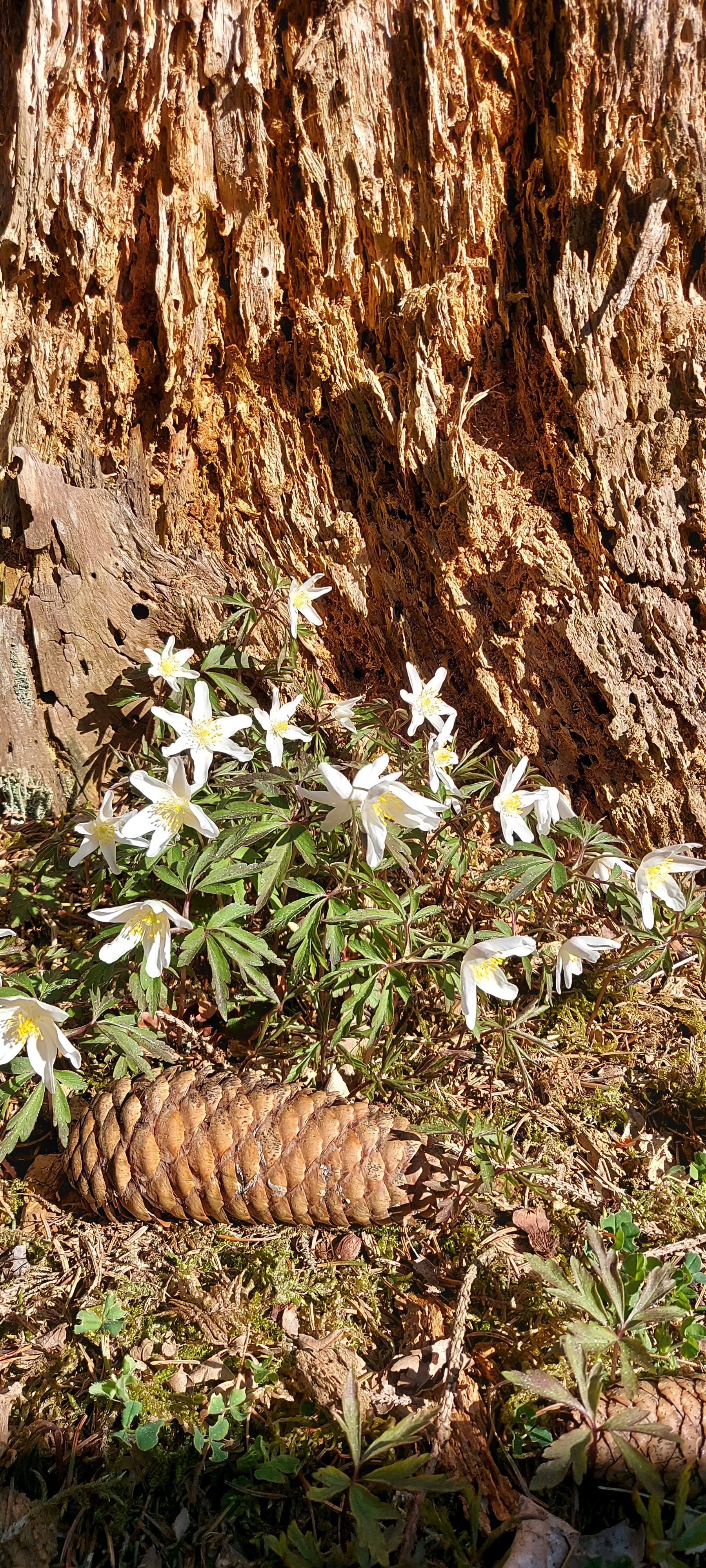 Naturhäuschen in Muno